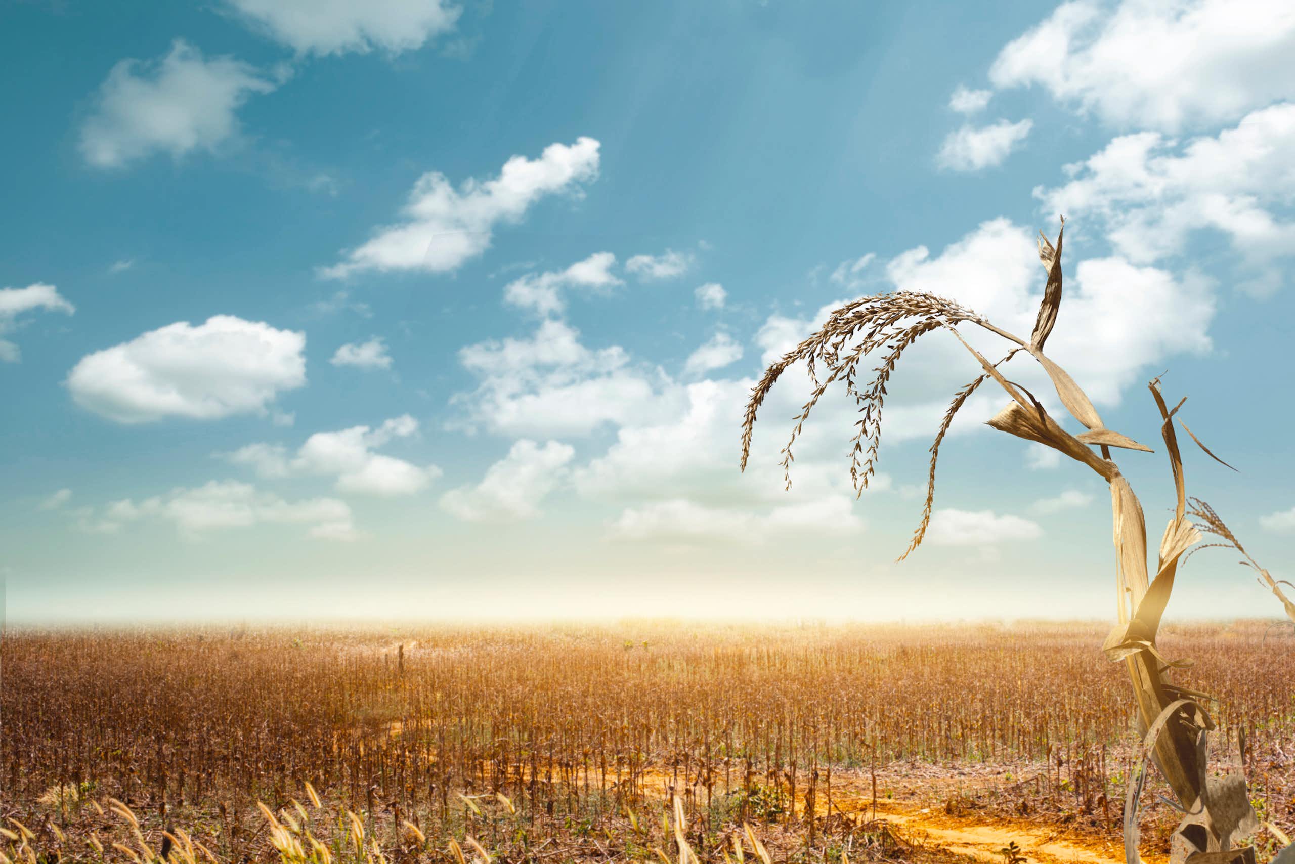 A field of failed crops