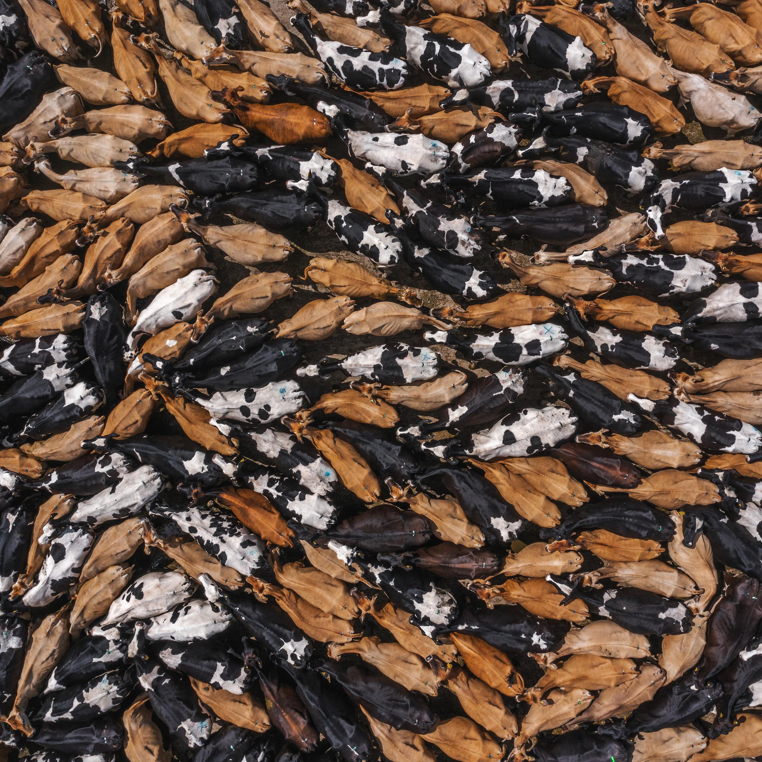 An aerial view of cows crowded together in a cattle pen. Some are brown, some are black and white