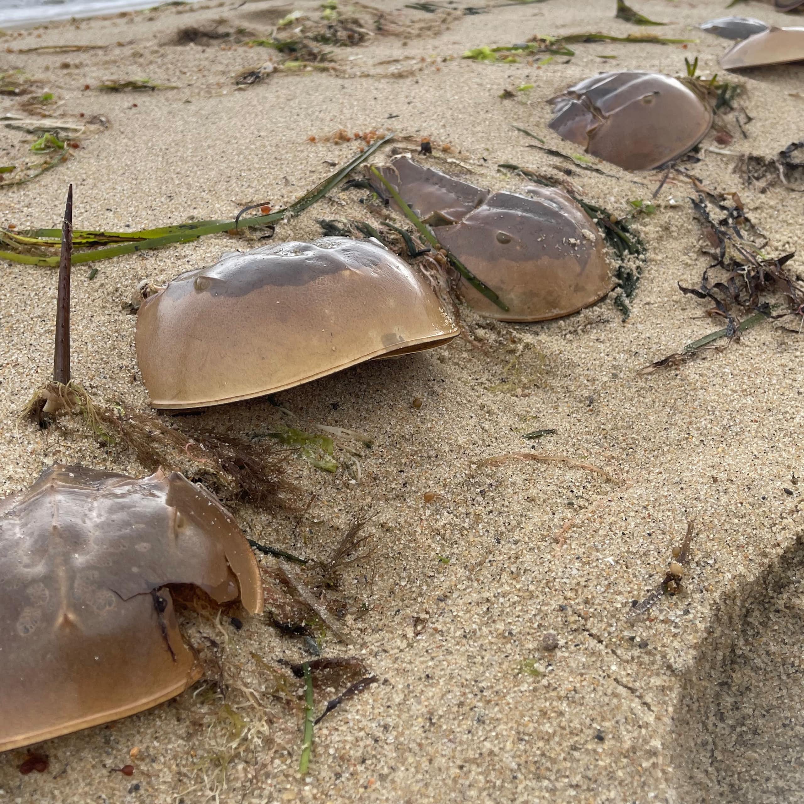 horseshoe crabs on sandy beach, sea in background