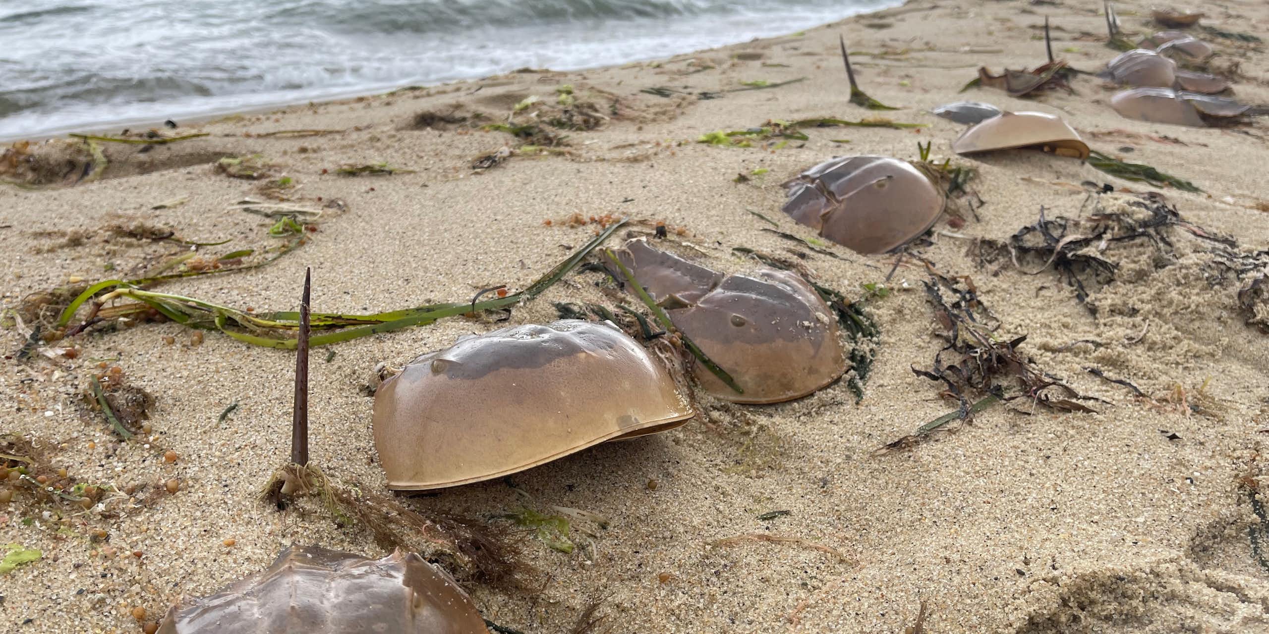 horseshoe crabs on sandy beach, sea in background