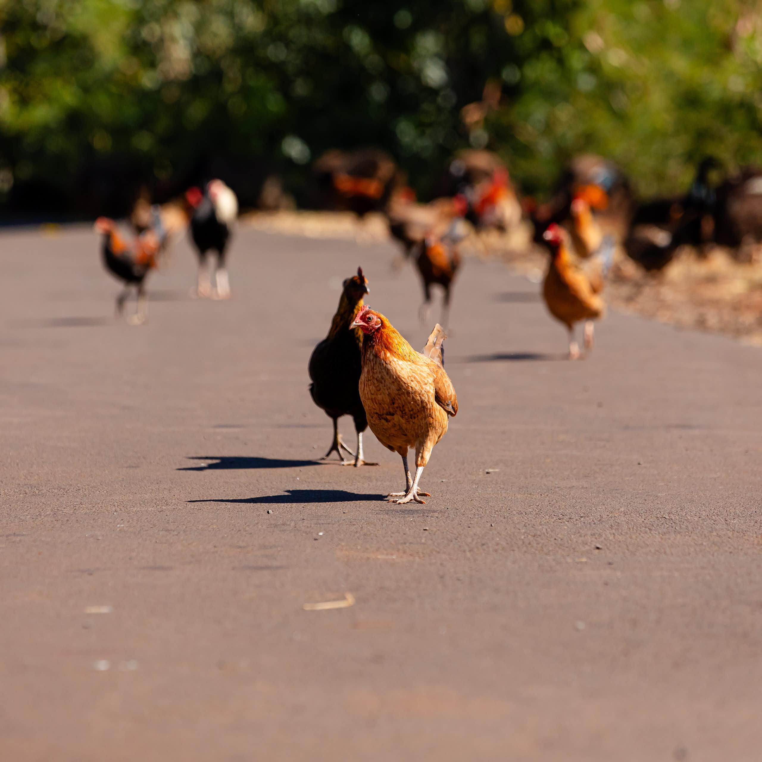 Why every island’s wildlife ends up looking alike