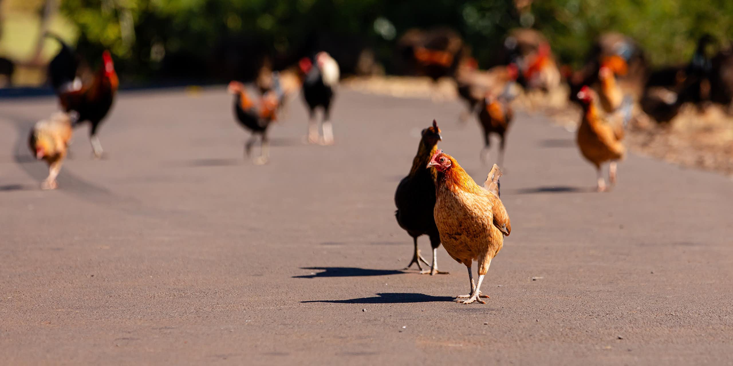 Why every island’s wildlife ends up looking alike