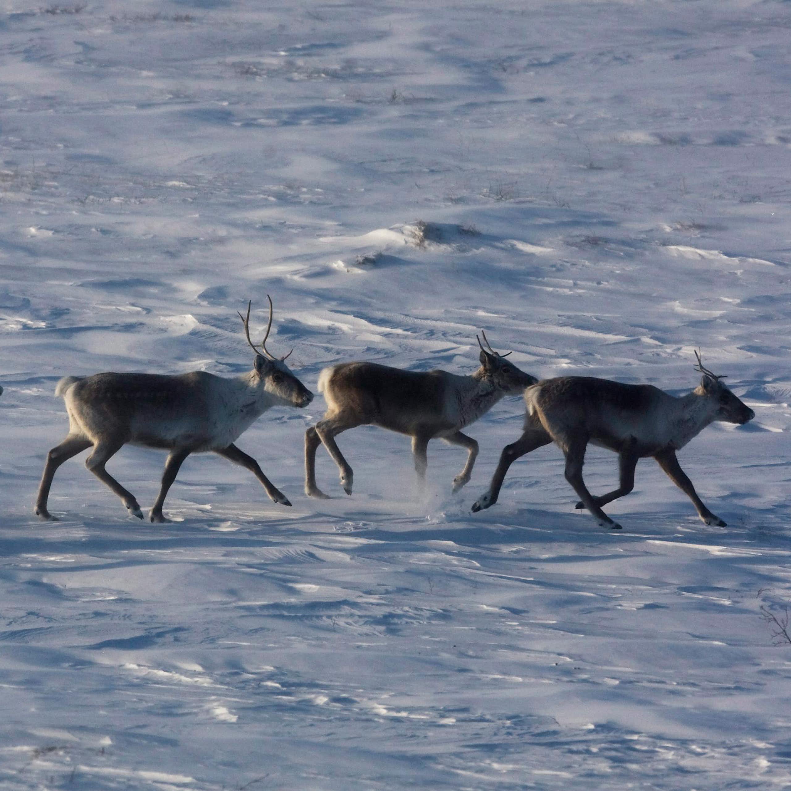 Cinq caribous galopent dans la toundra