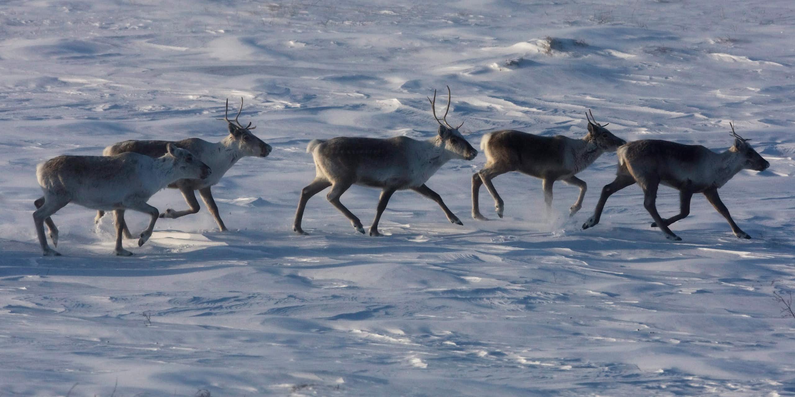 Cinq caribous galopent dans la toundra