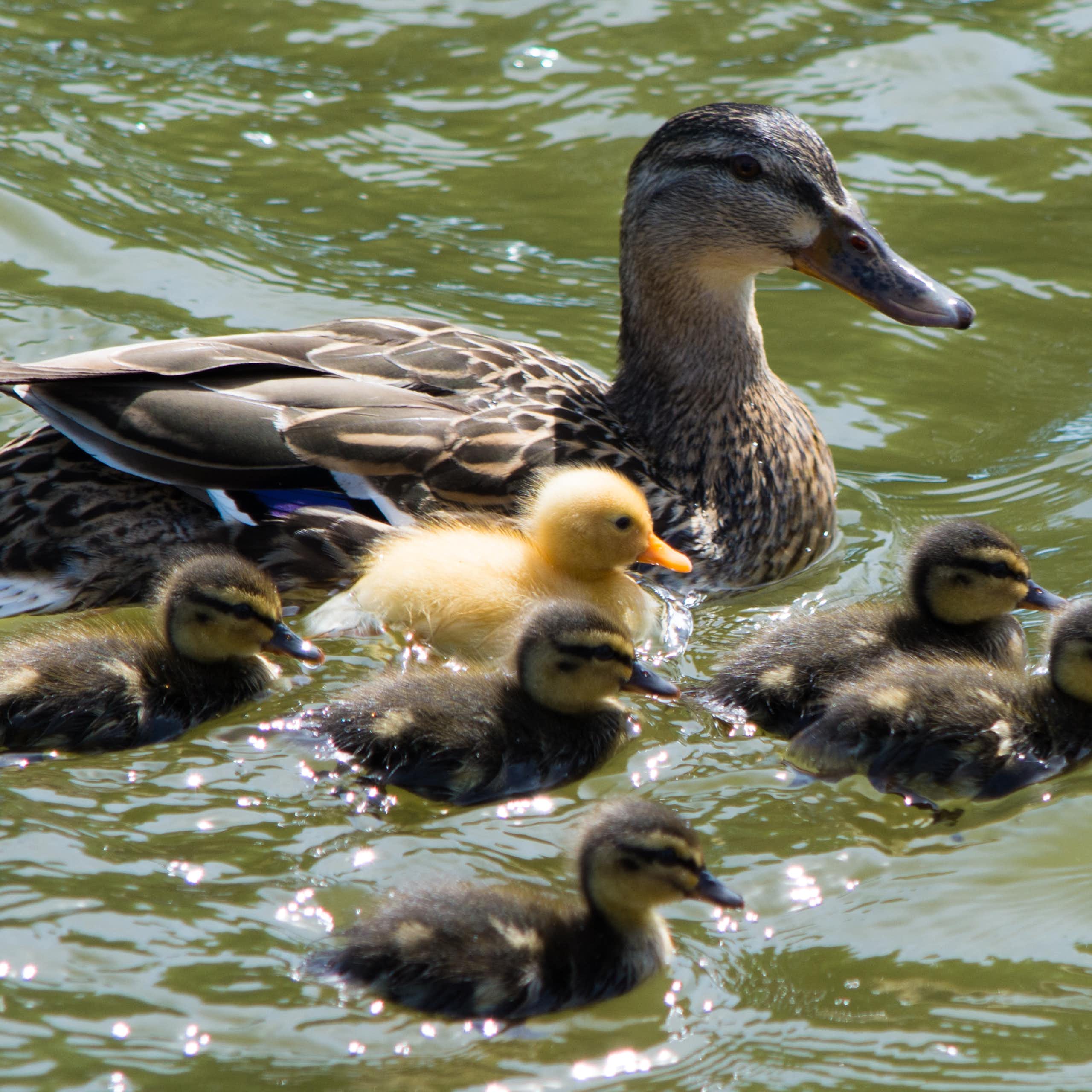 Libros que cuentan: ‘Los patitos feos’ de Cyrulnik y el concepto de resiliencia