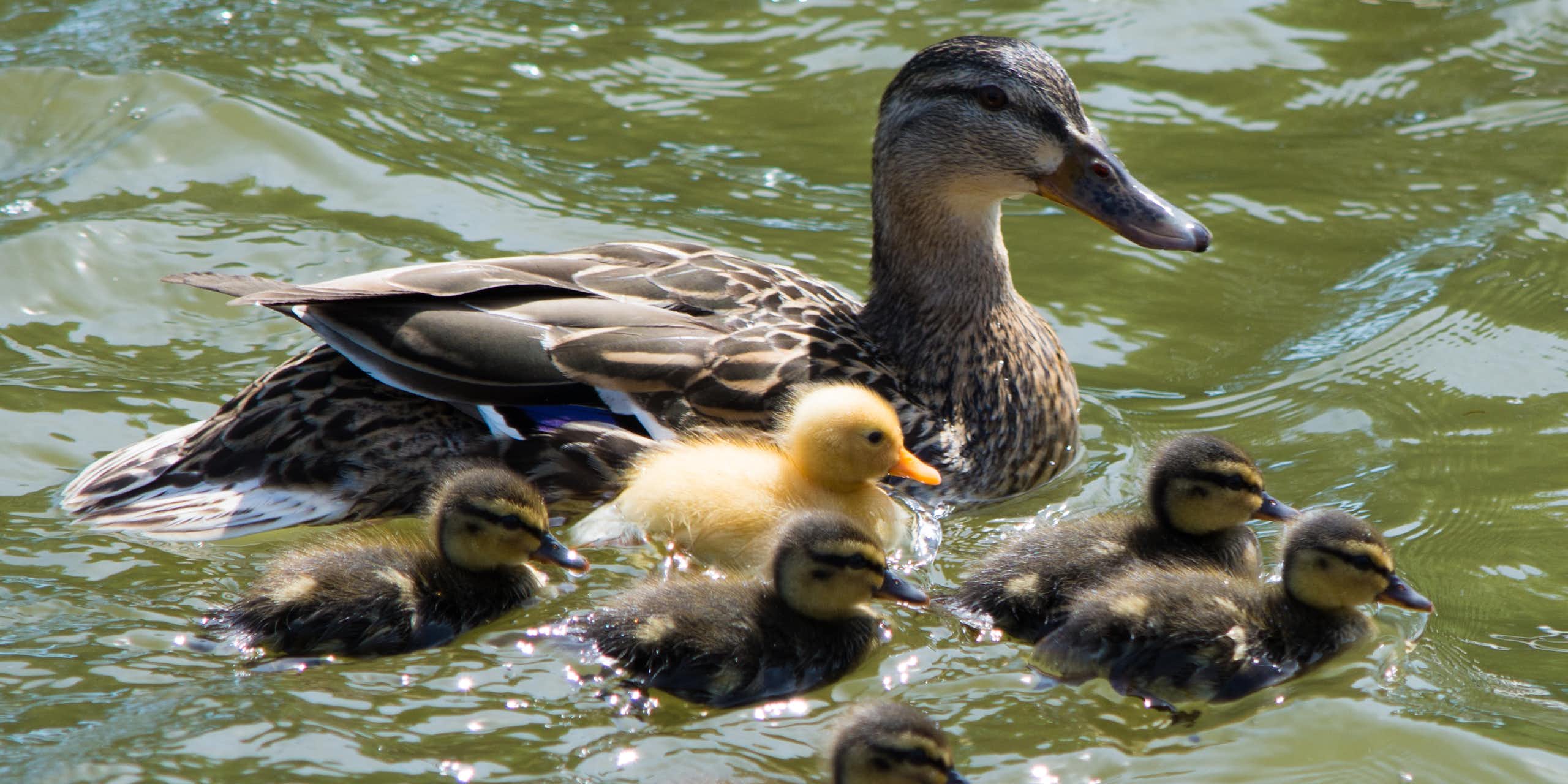 Libros que cuentan: ‘Los patitos feos’ de Cyrulnik y el concepto de resiliencia
