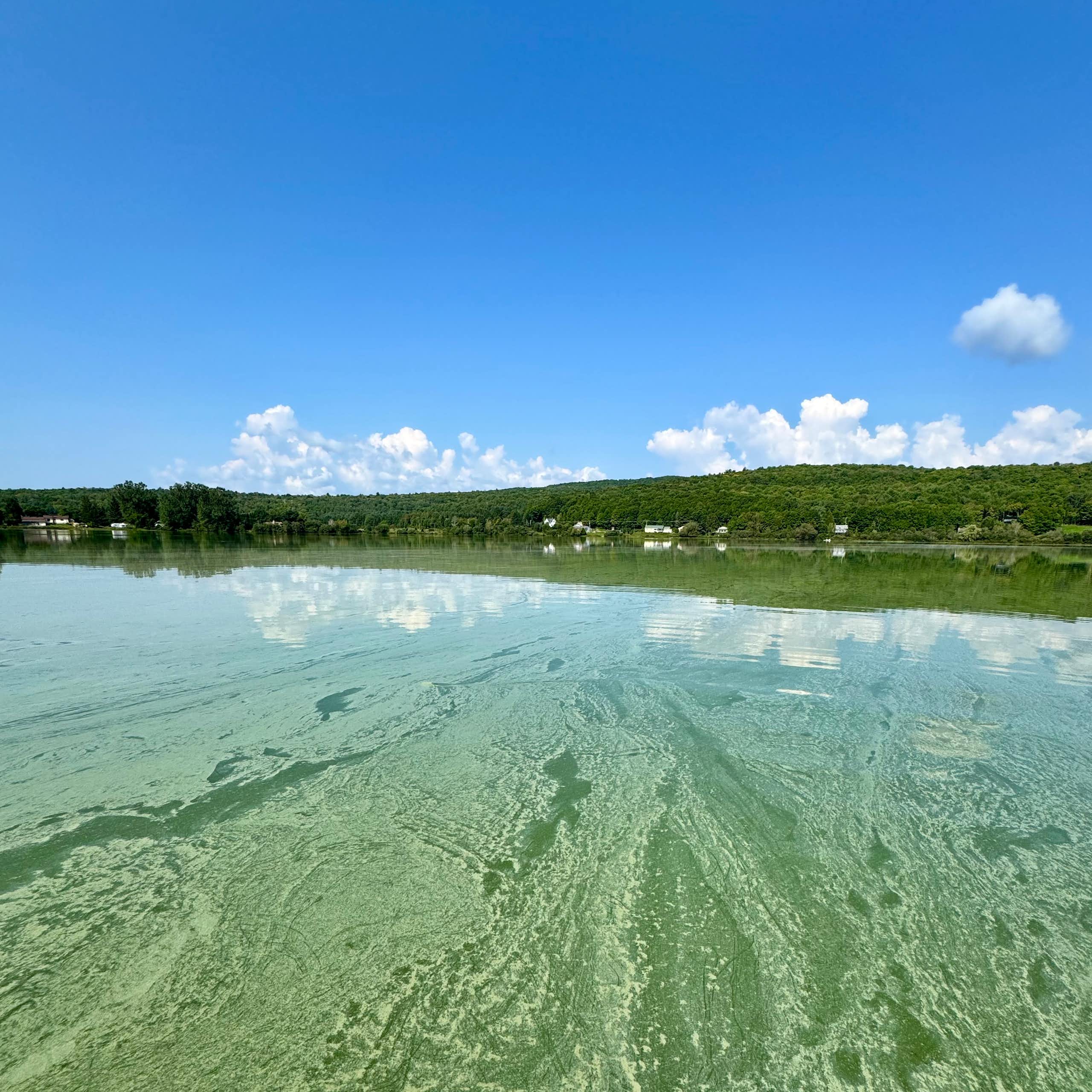 cyanobactéries dans un lac