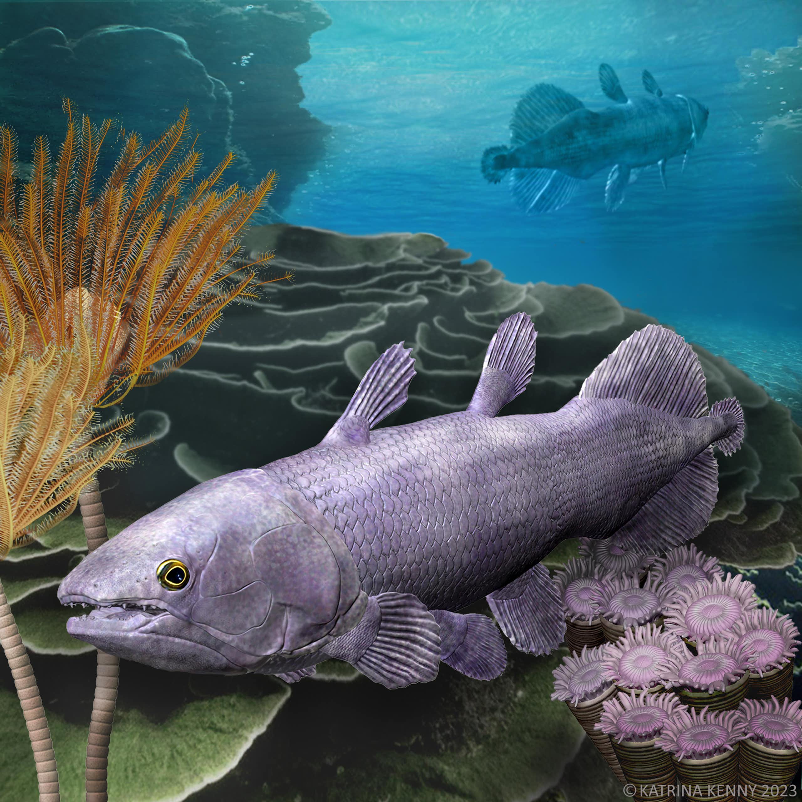 drawing of a fish