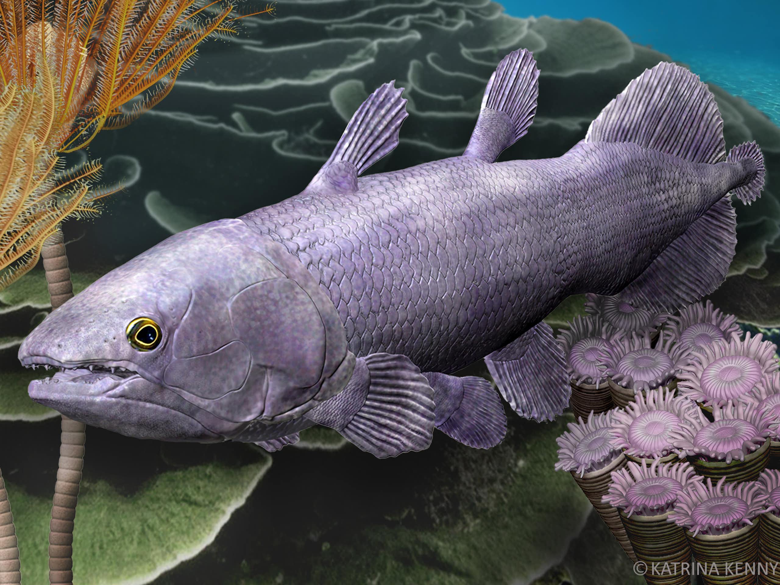 dessin d'un poisson