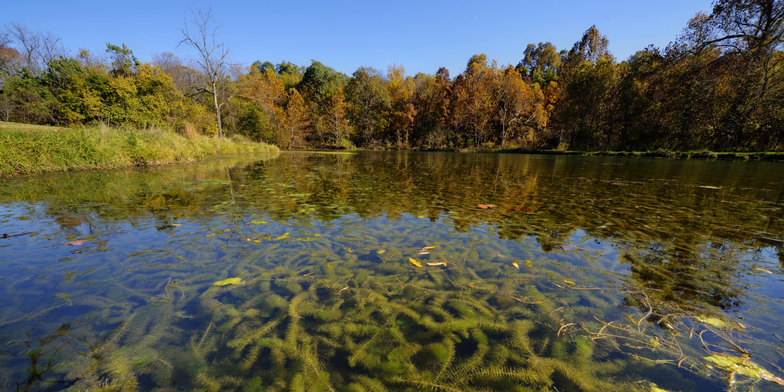 Un lac rempli de végétaux est représenté.