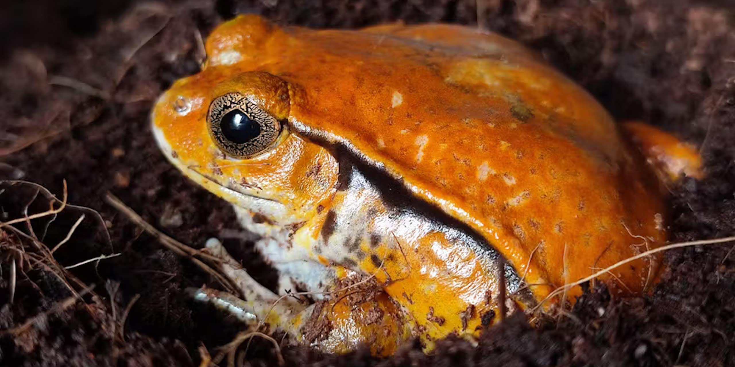 A small, orange frog sits on the grouns