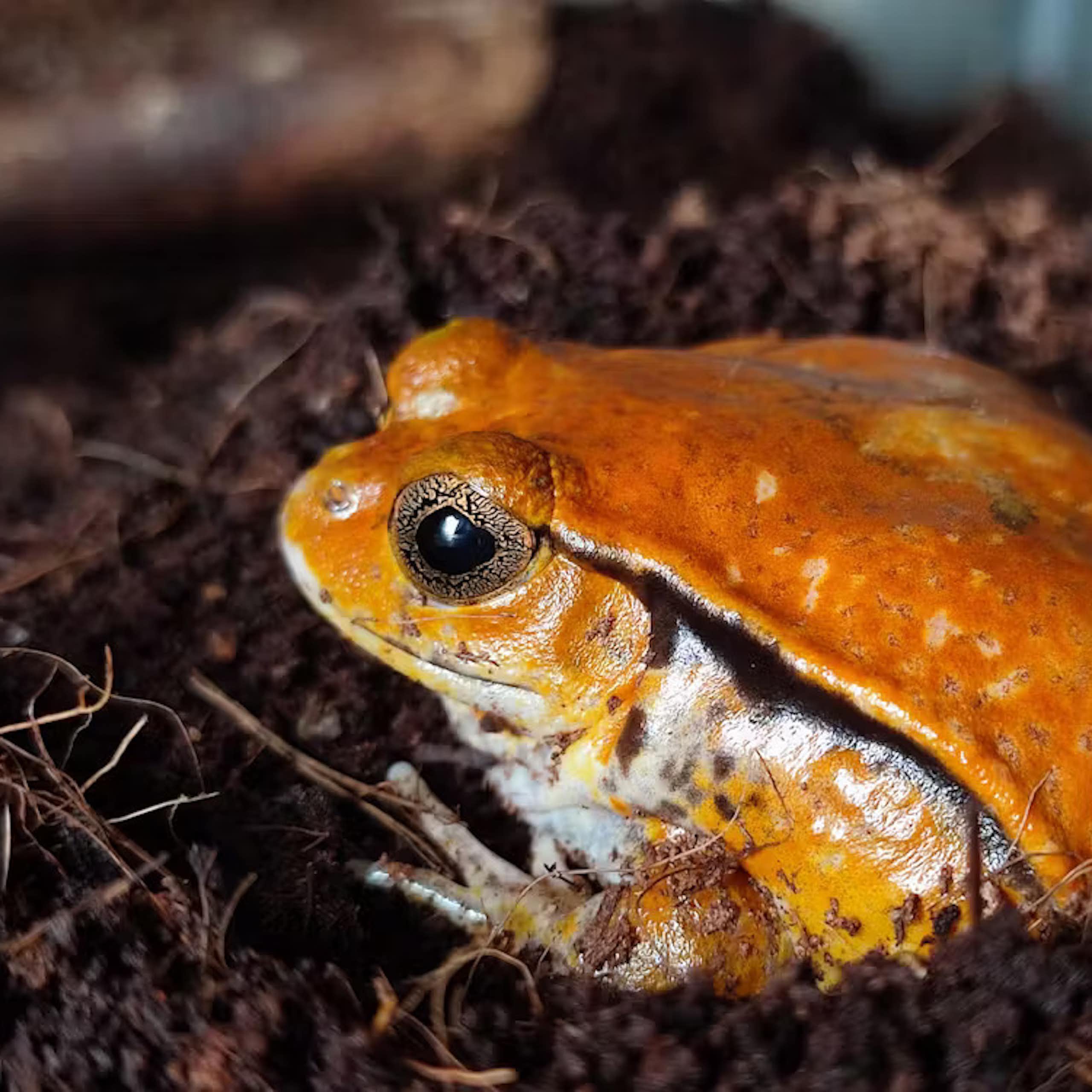 A small, orange frog sits on the grouns
