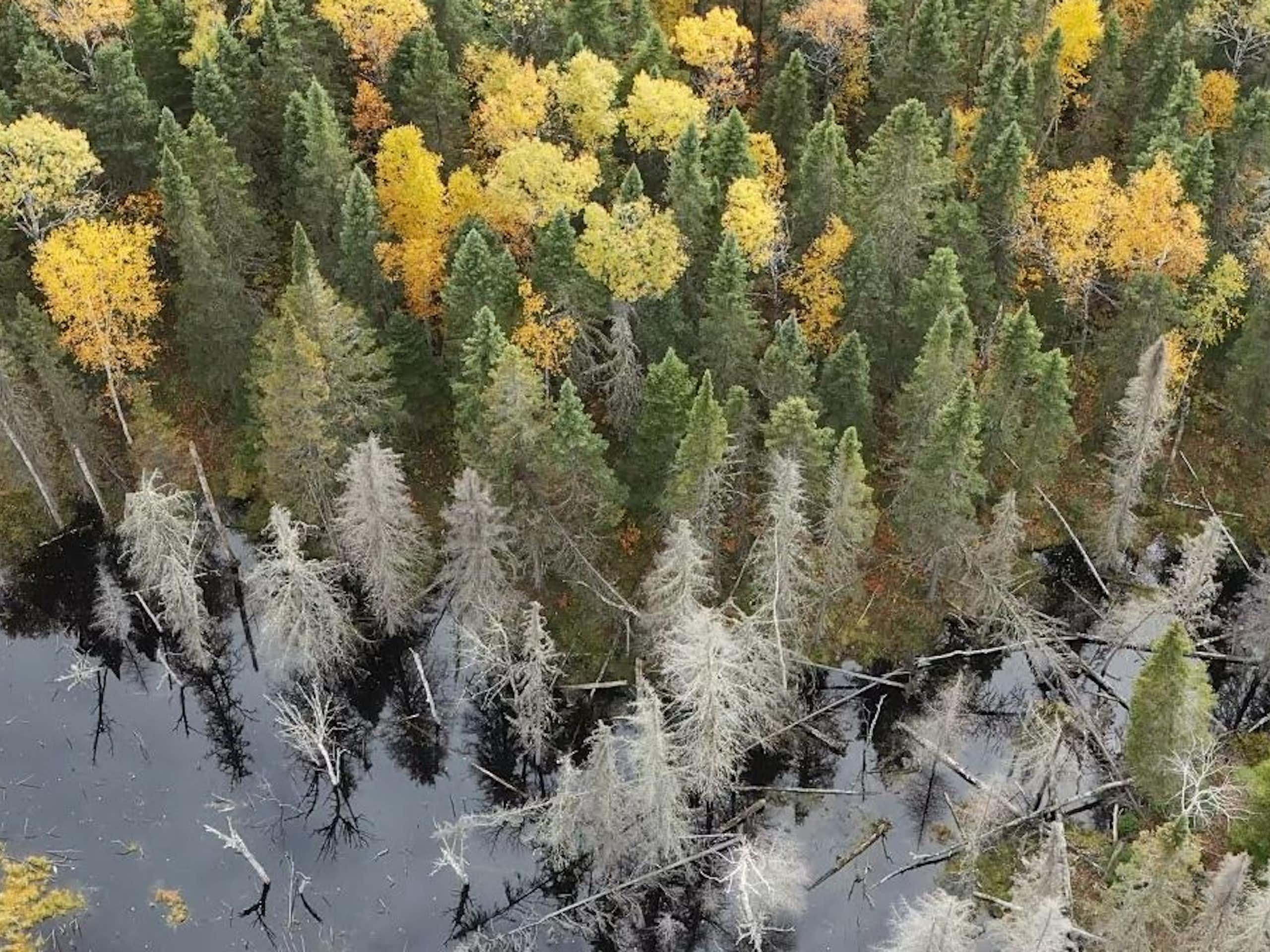 Forêt d'arbres de plusieurs couleurs