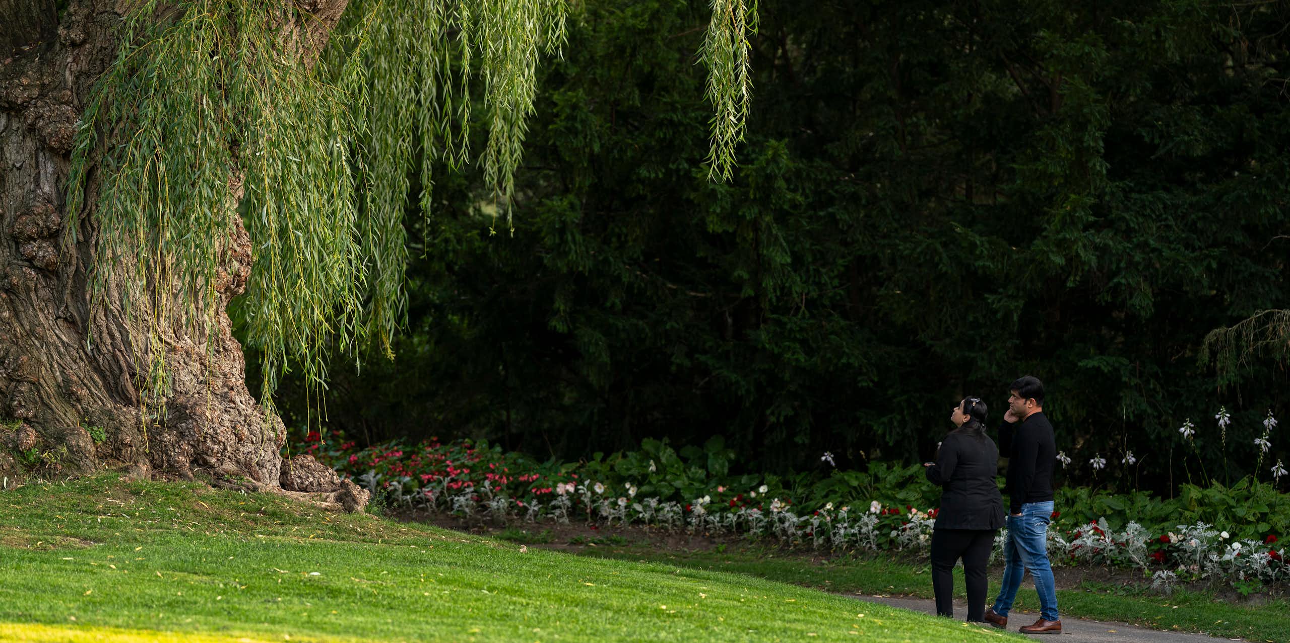 Two people talk past the trunk of a large willow tree