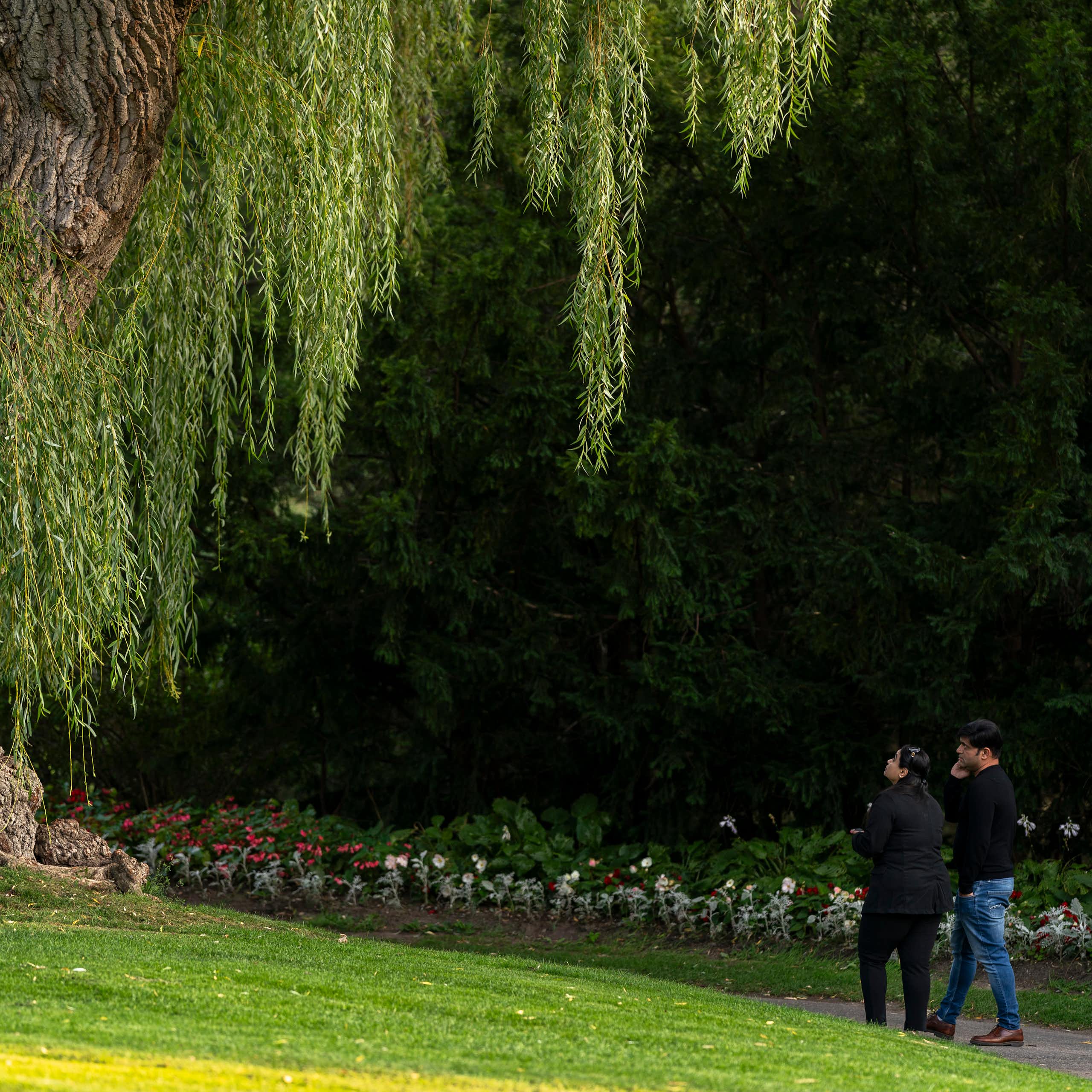 Two people talk past the trunk of a large willow tree