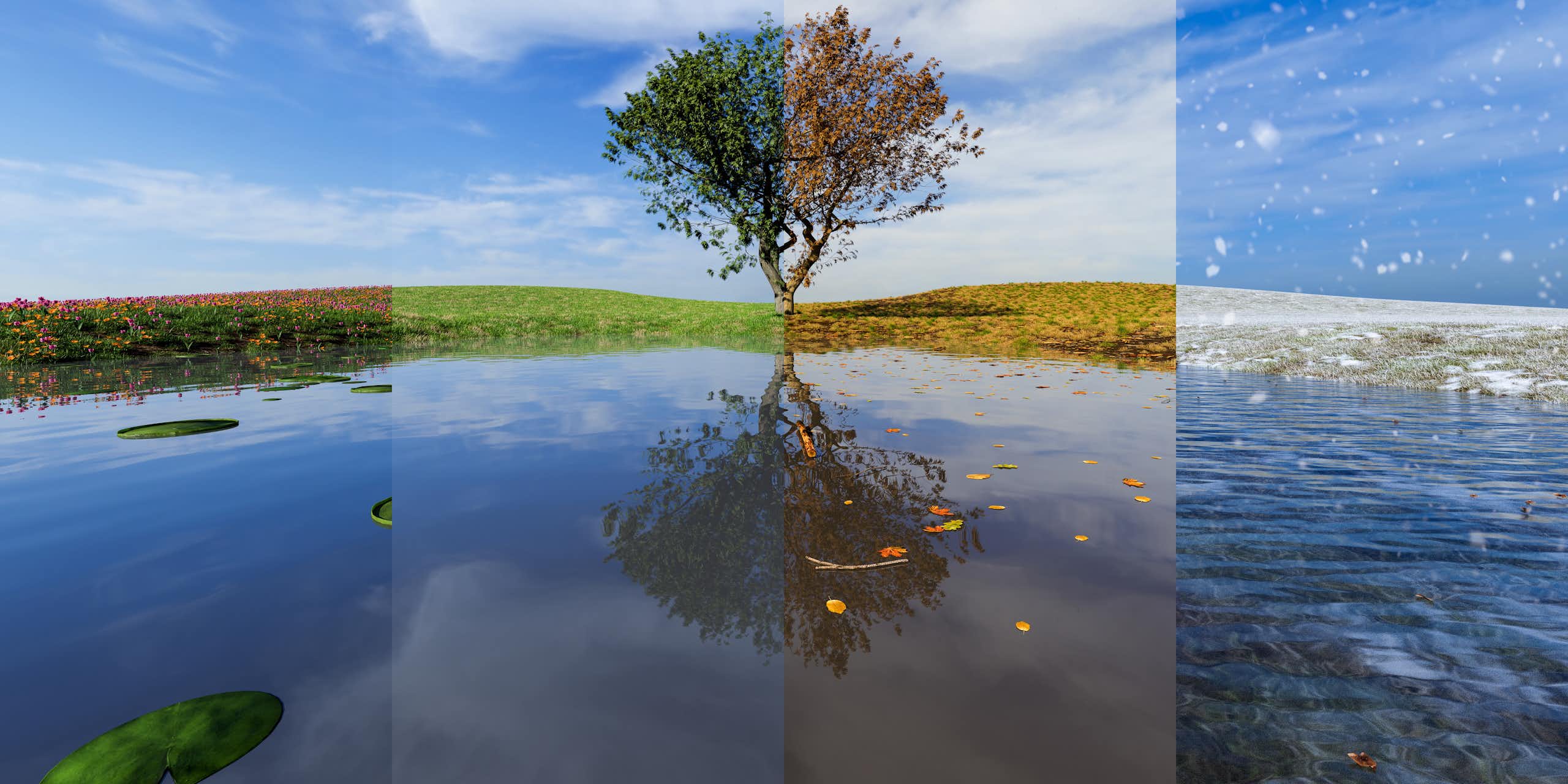 a tree by a lake with four panels showing the four seasons