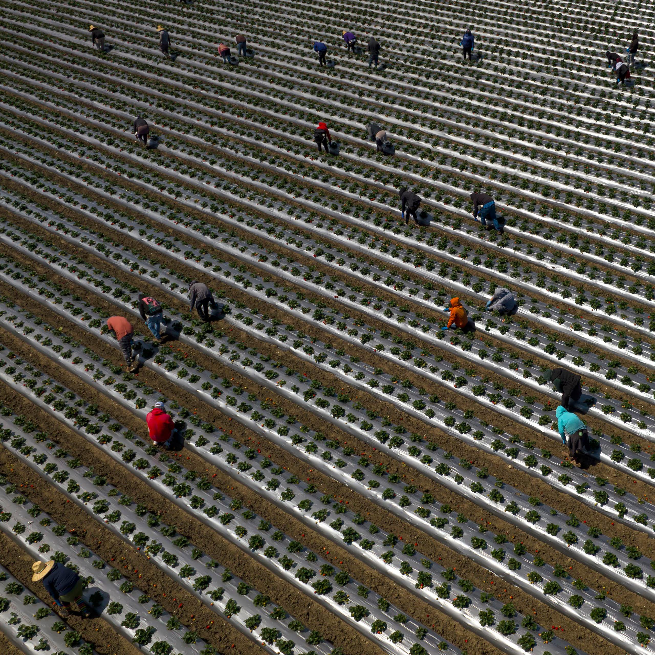 Migrant workers pick strawberries near San Francisco, California. 