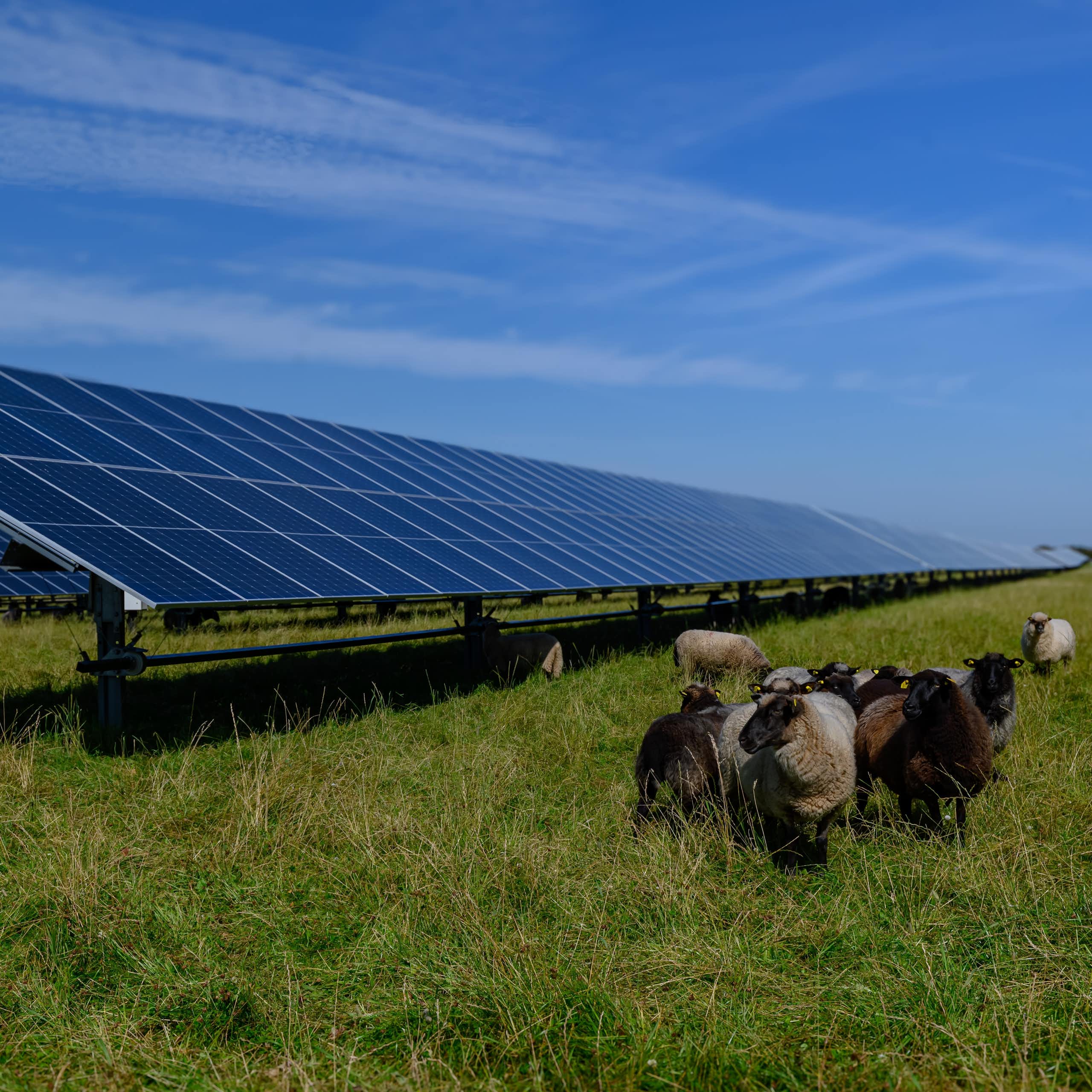 Sheep standing next to rows of solar panels in a field. 