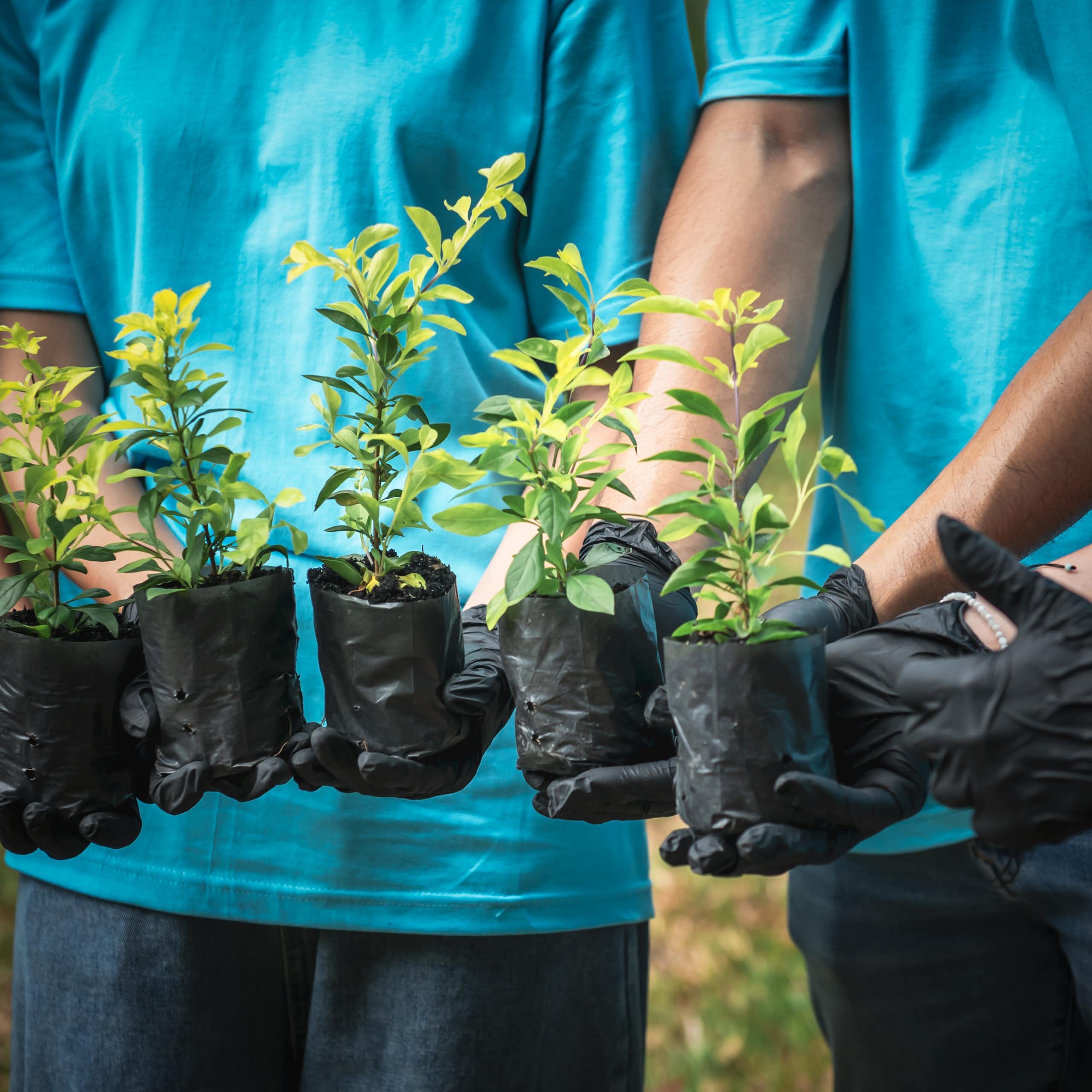 four people in bright blue T shirts holding tiny tree samplings wearing black gloves