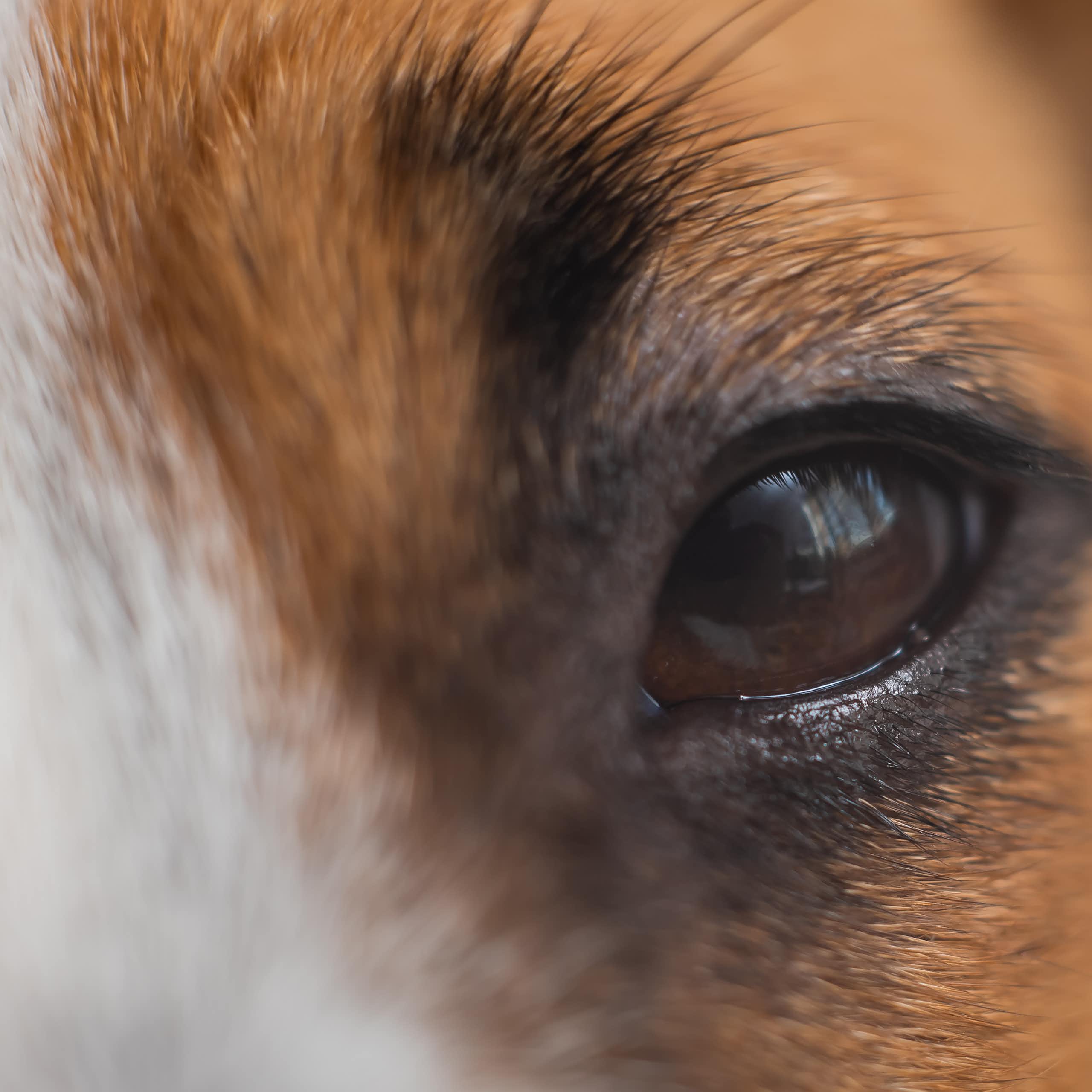 Close up do olho do cão