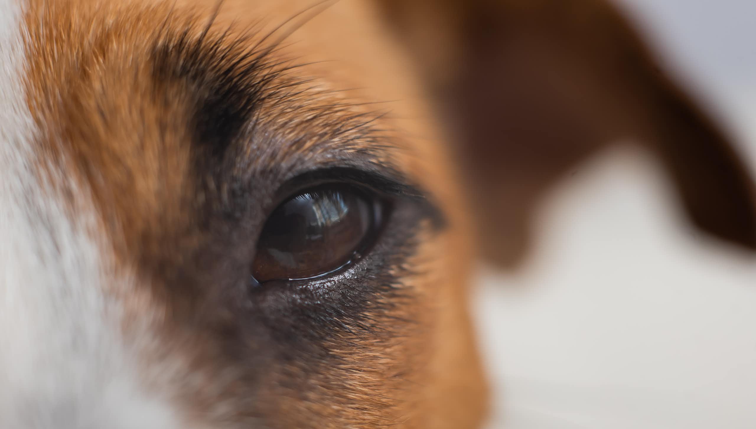 Close up do olho do cão