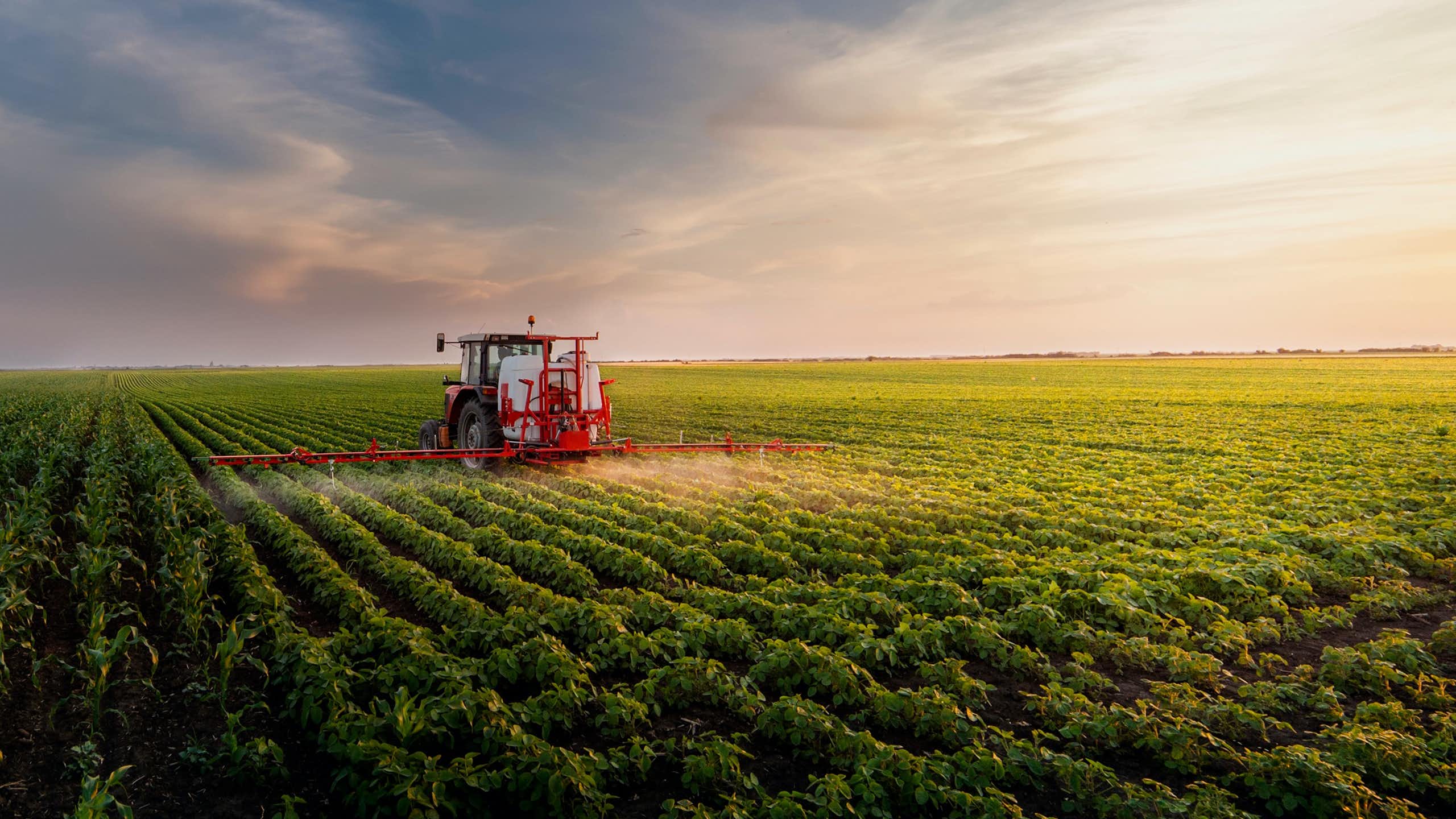 We study how plants ‘feed’ themselves to find more sustainable ways to feed the planet