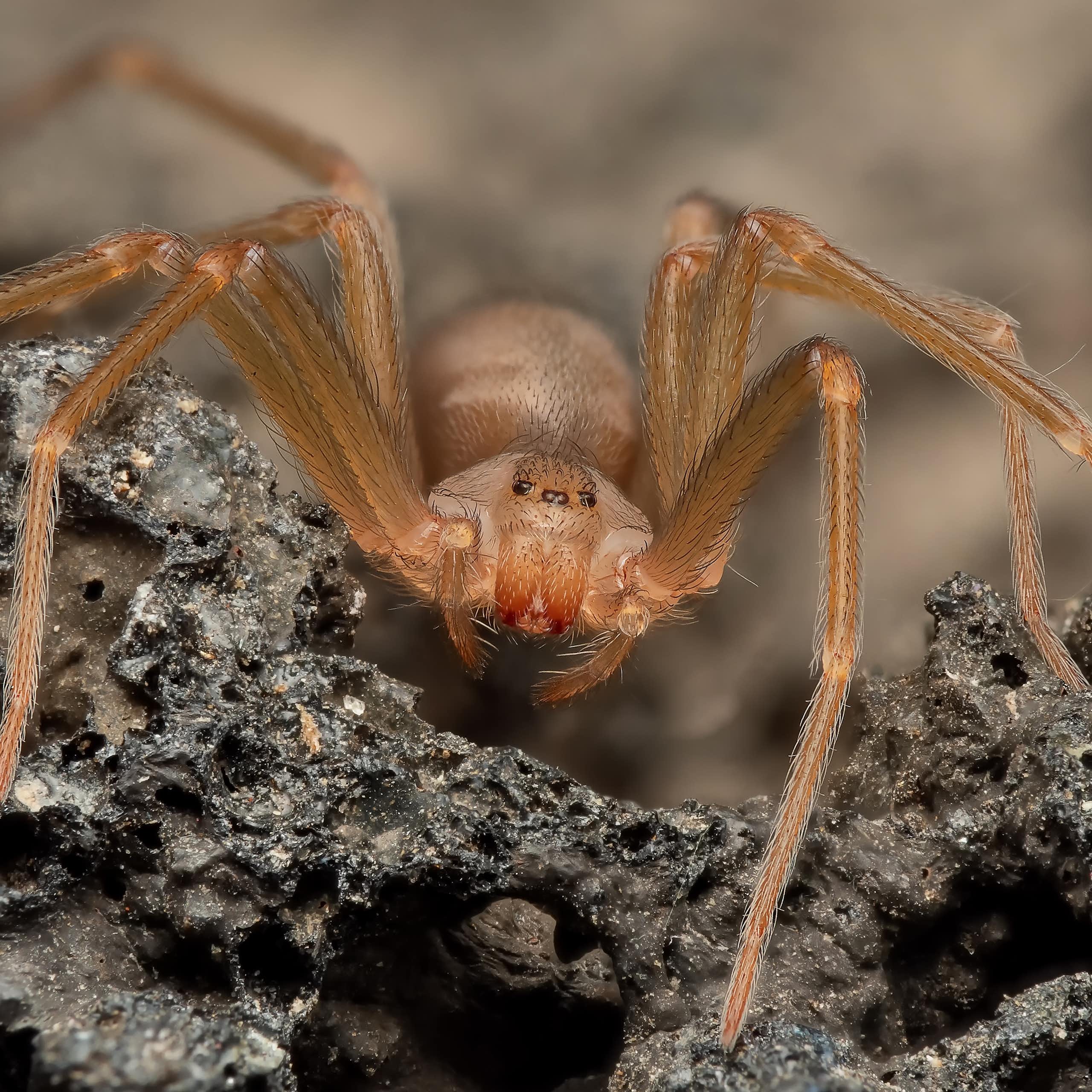 Close up photo of a brown spider