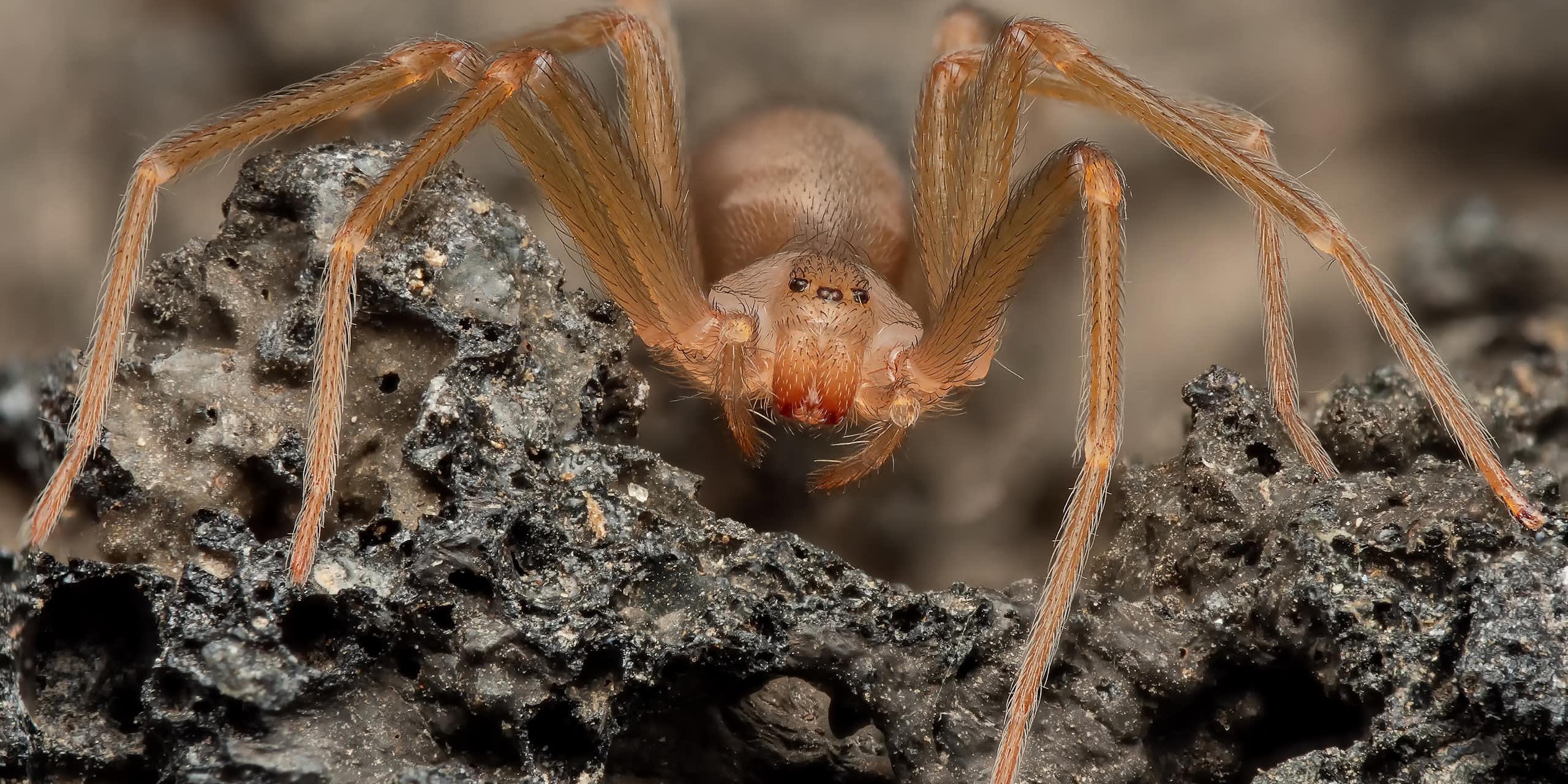 Close up photo of a brown spider
