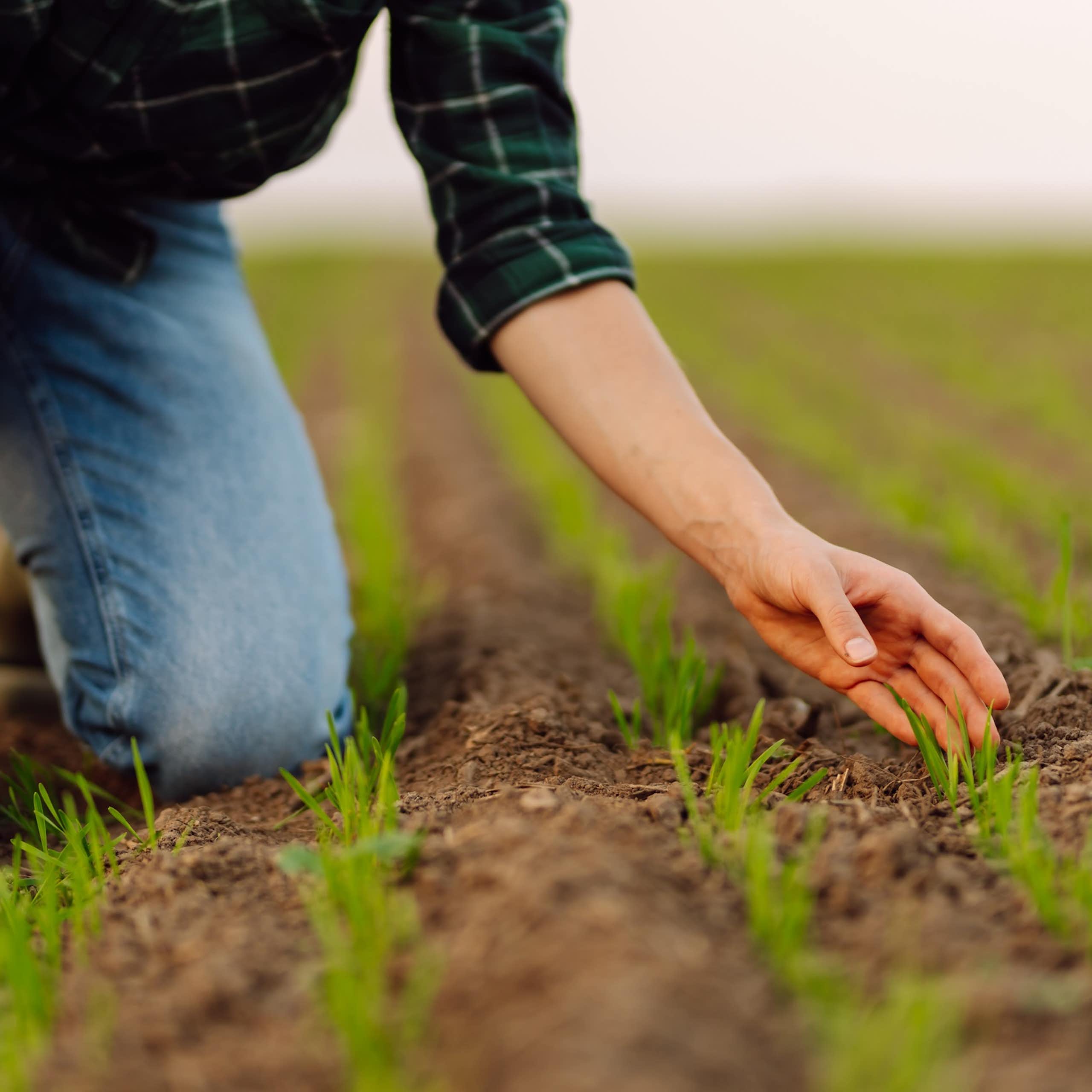 La selección: más alimentos, menos fertilizantes