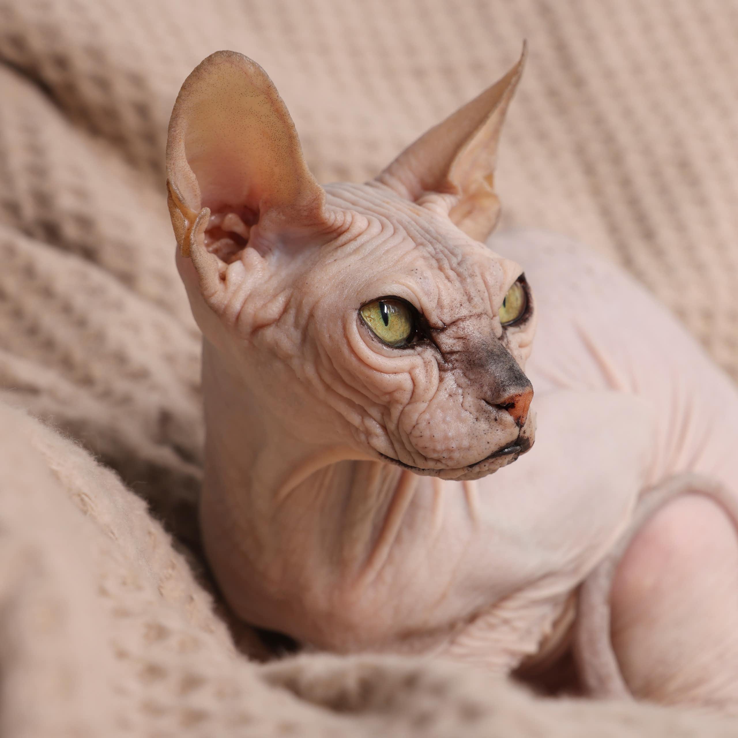Gato sem pelos sentado em um cobertor