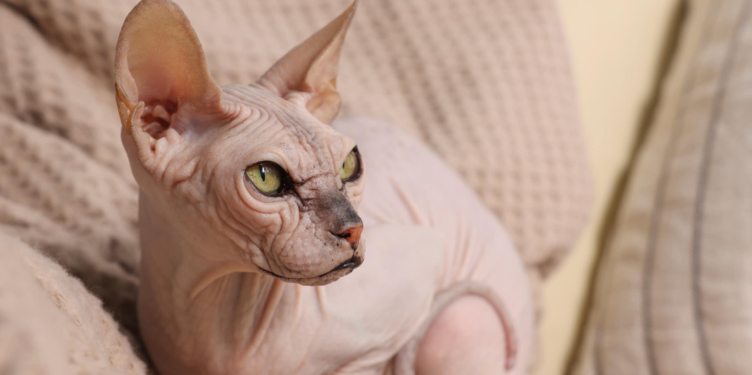 Gato sem pelos sentado em um cobertor