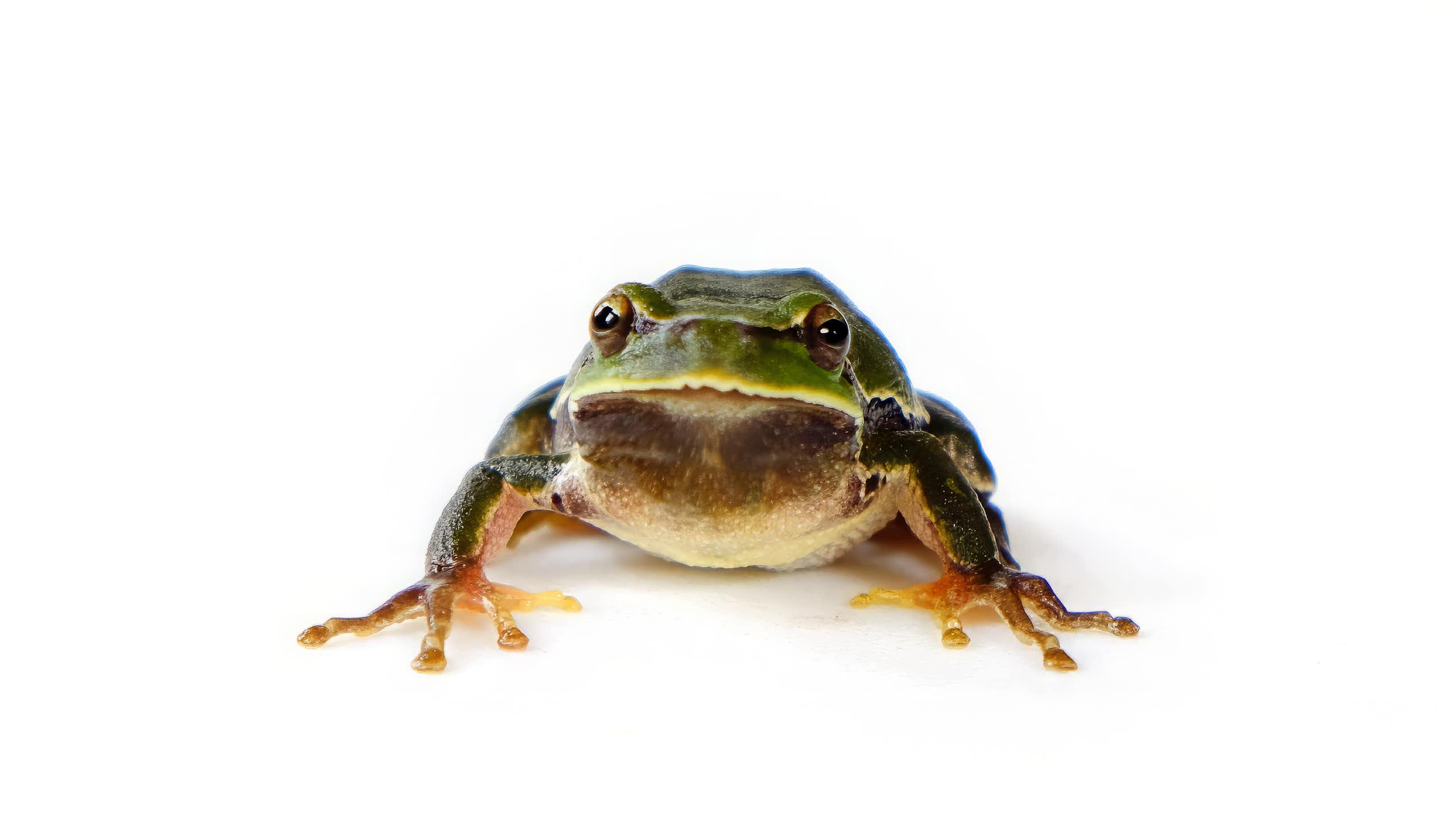 Las ranas de Chernóbil envejecen bien
