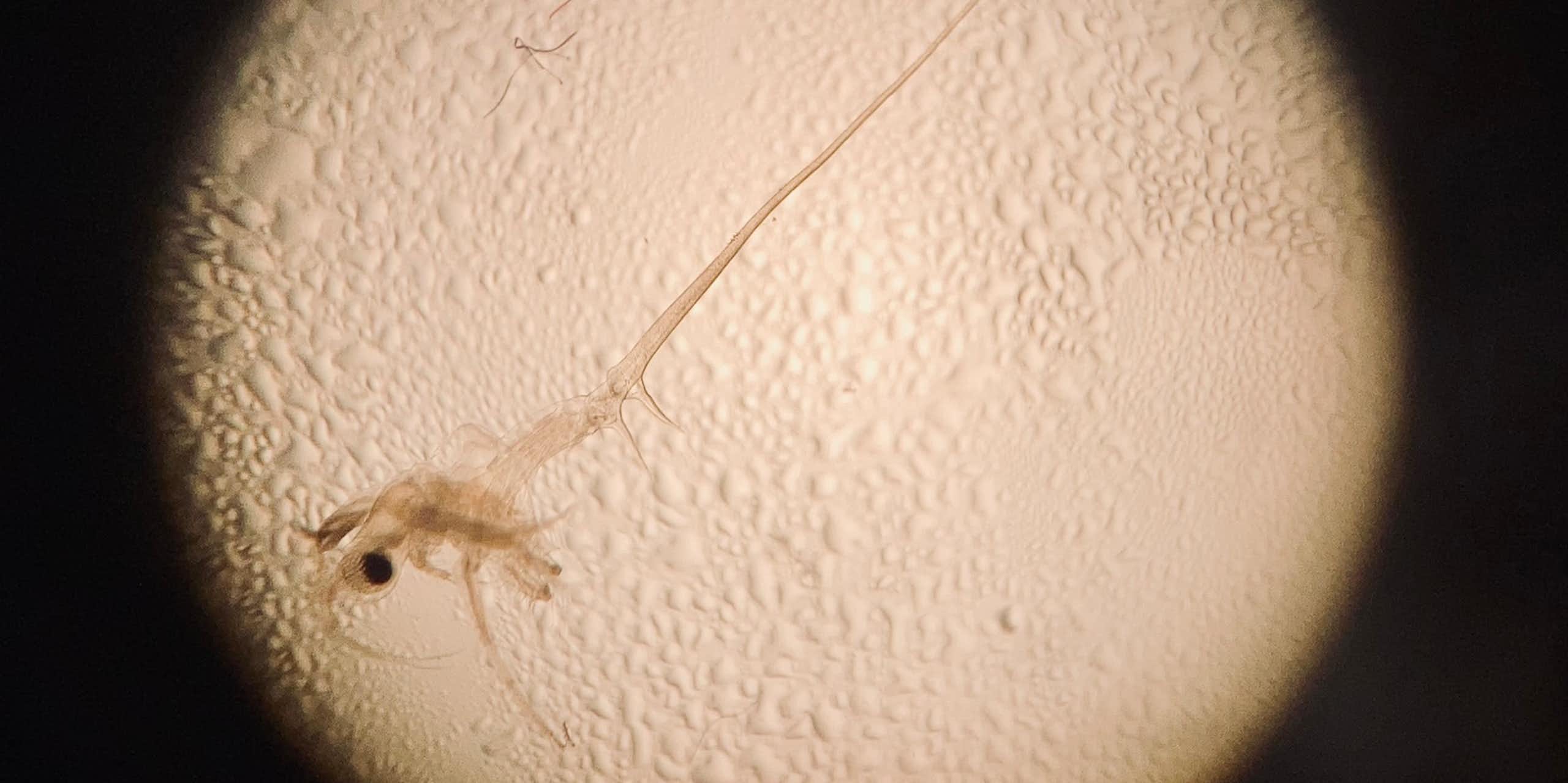 A small animal is seen through a microscope.