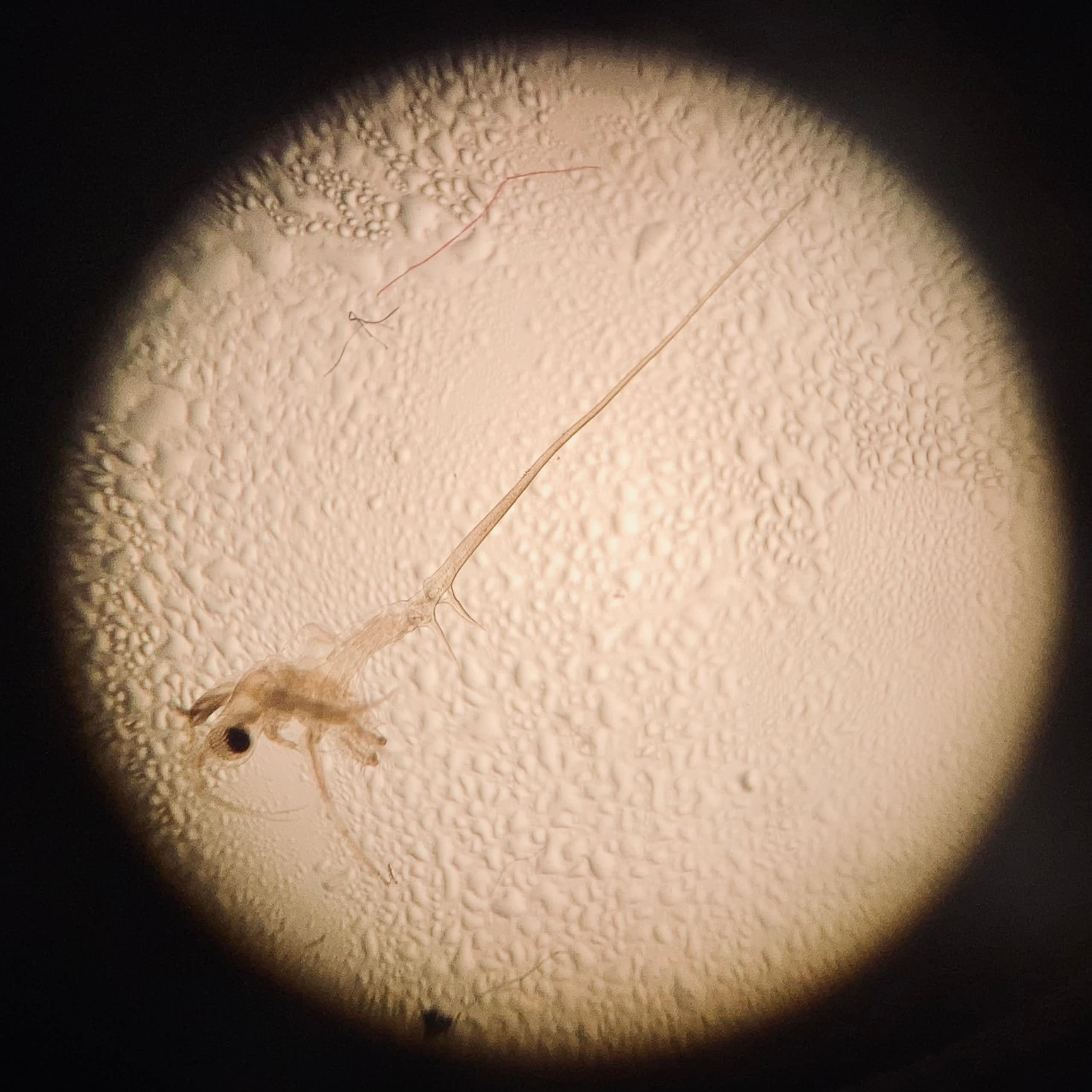 A small animal is seen through a microscope.
