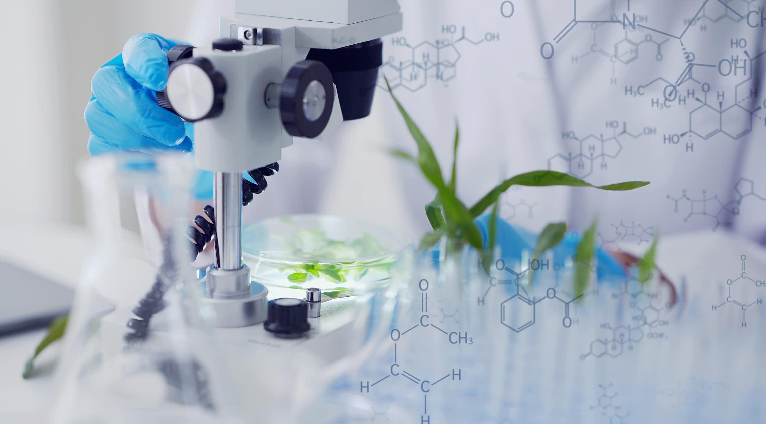 Plant seedlings being examined under a microscope