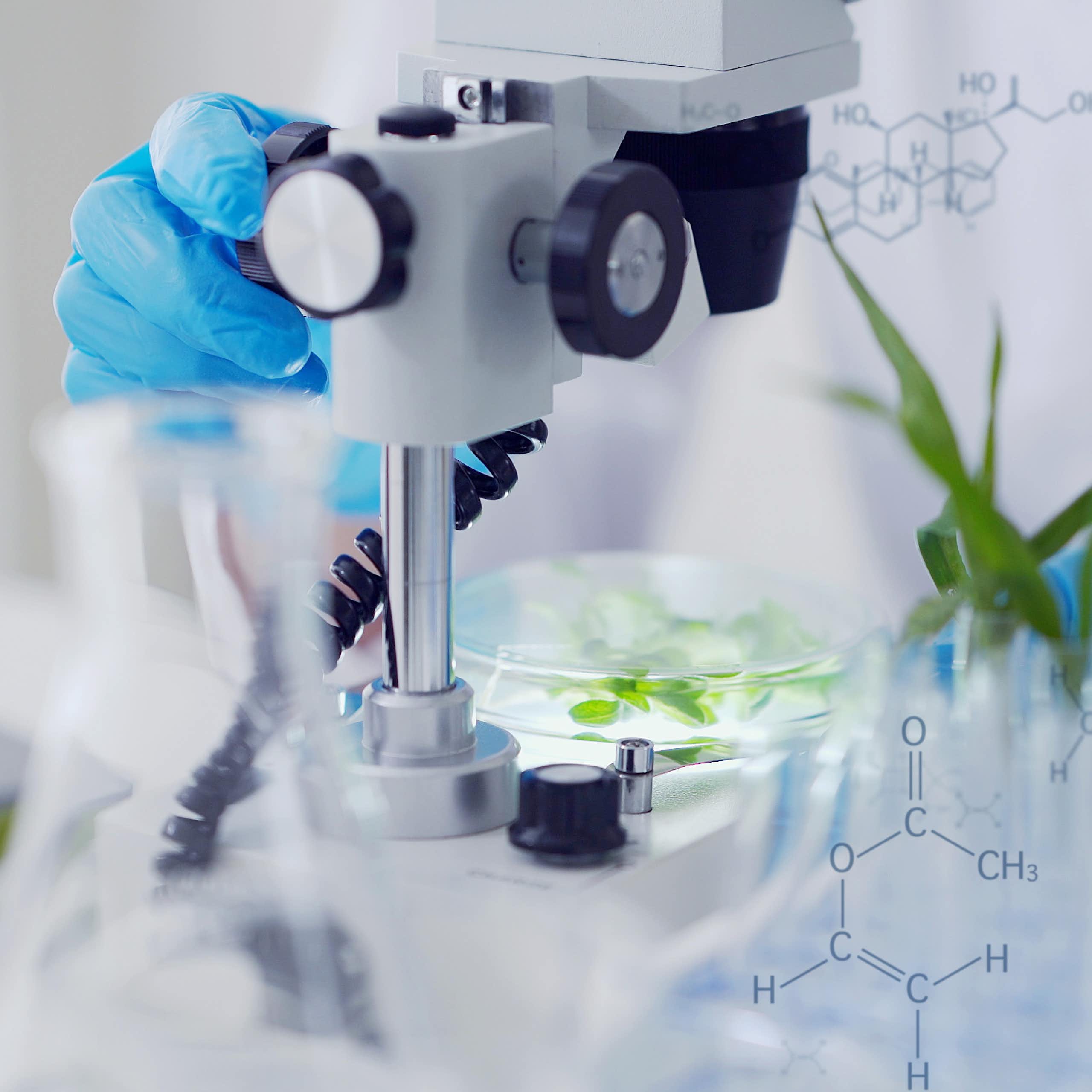 Plant seedlings being examined under a microscope