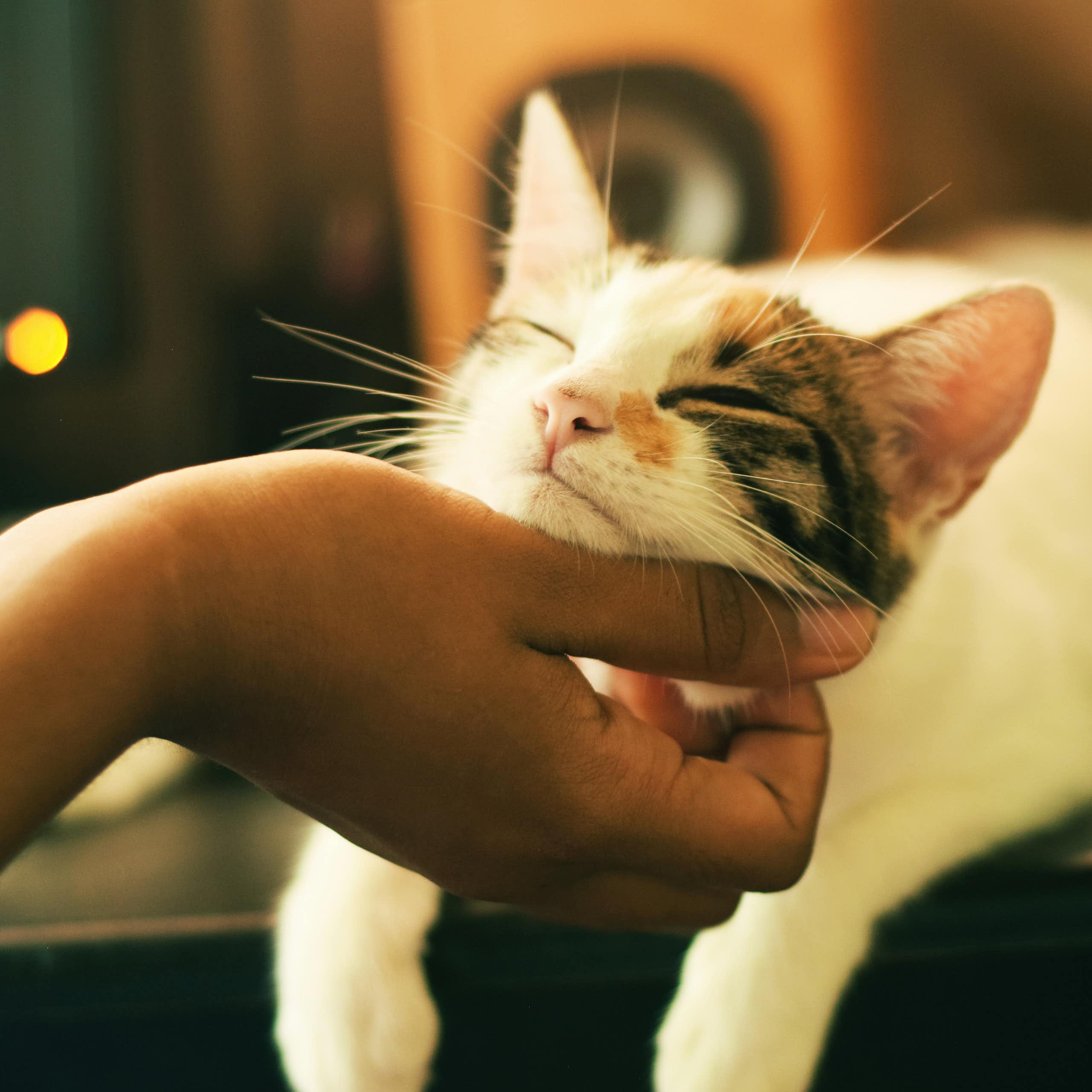 A hand scratches the chin of a calico cat looking blissful.