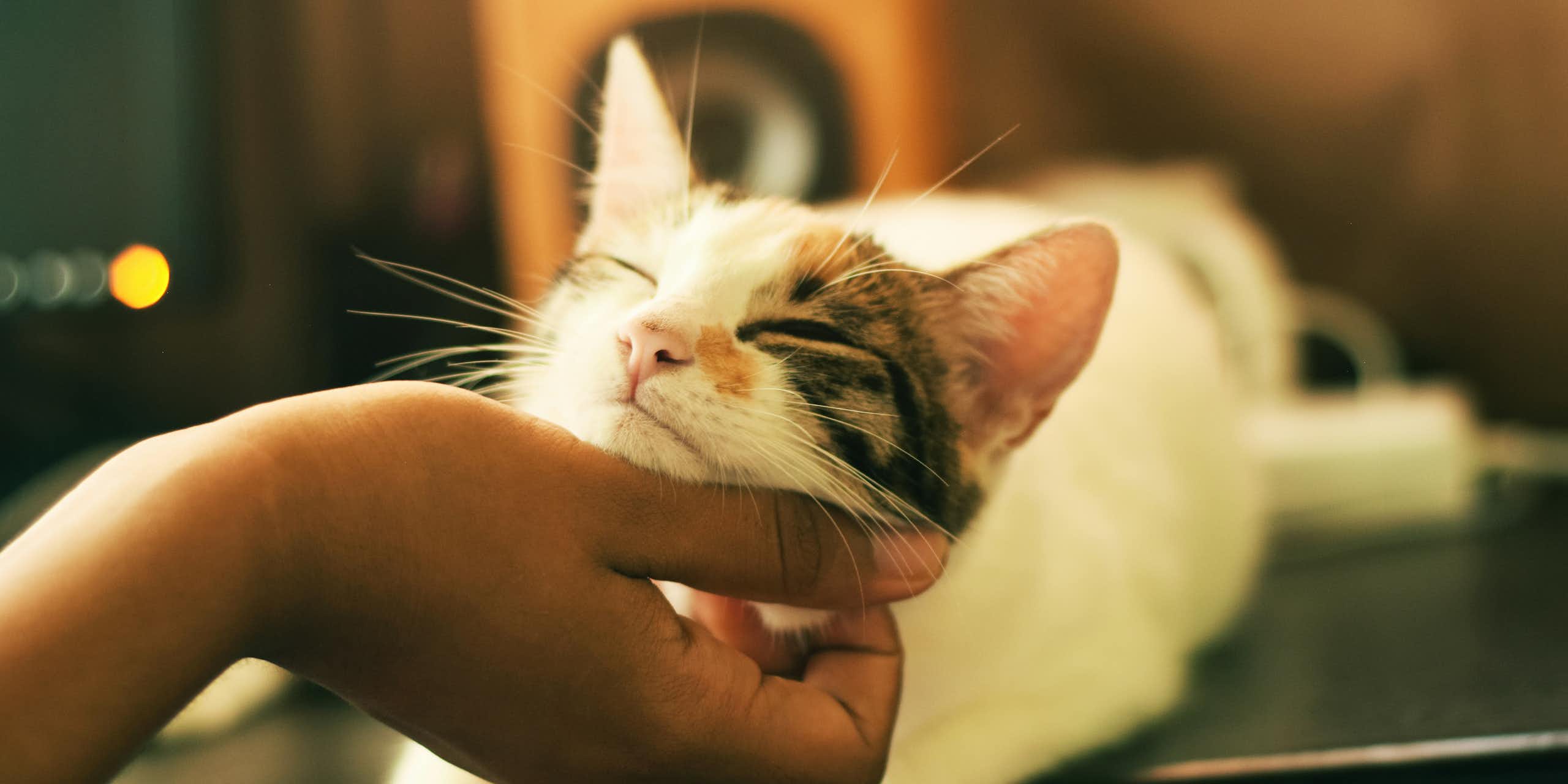A hand scratches the chin of a calico cat looking blissful.