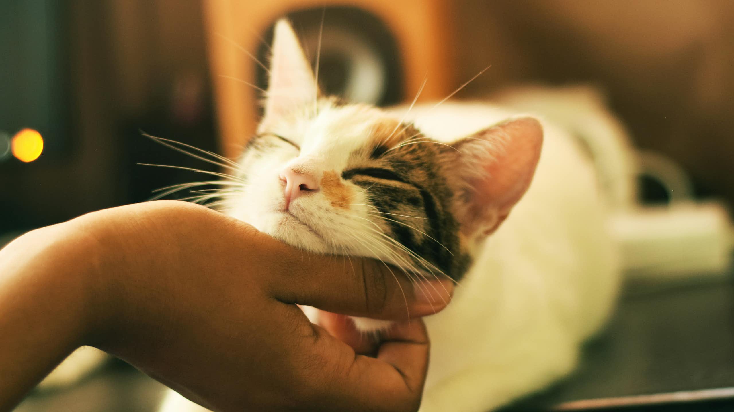 A hand scratches the chin of a calico cat looking blissful.