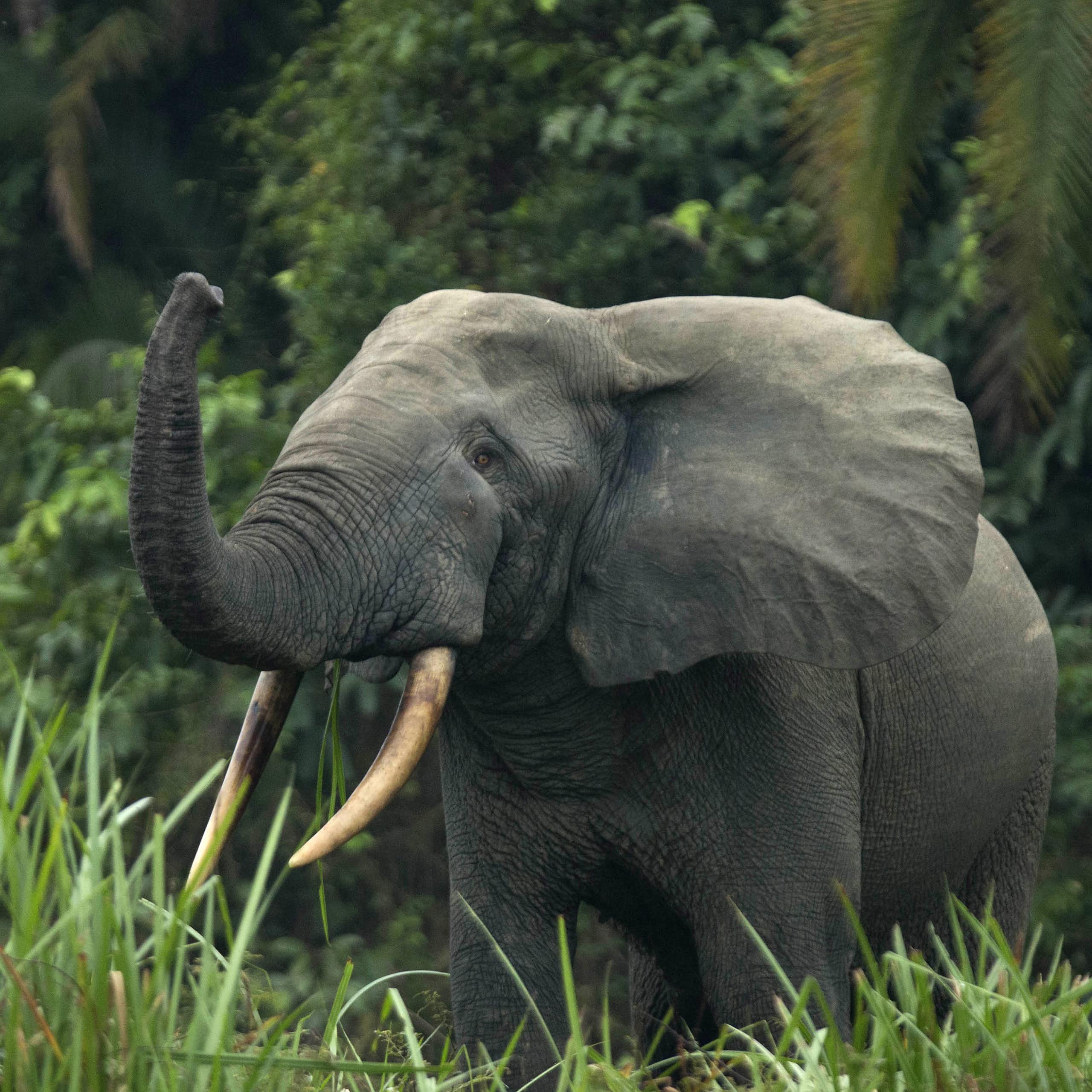An elephant with raised trunk against a forest backdrop