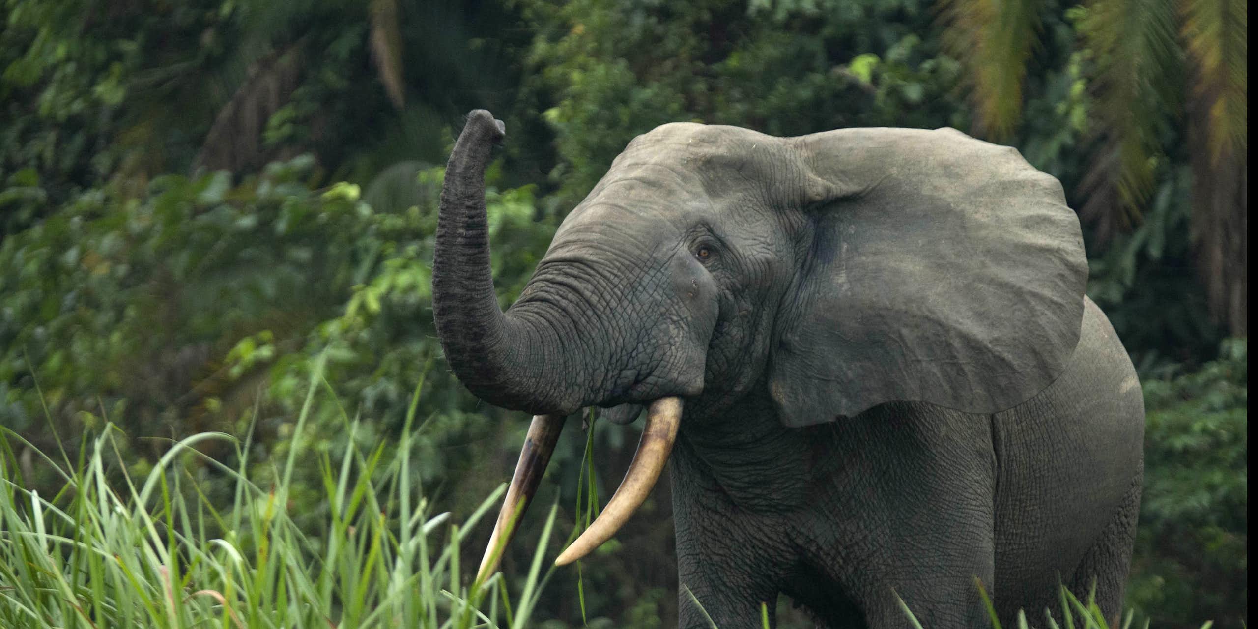An elephant with raised trunk against a forest backdrop