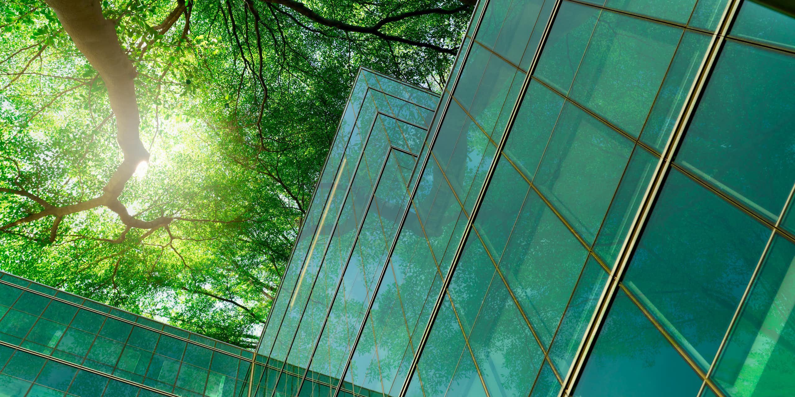 Upwards shot of a glass building shaded by the branches of a deciduous tree