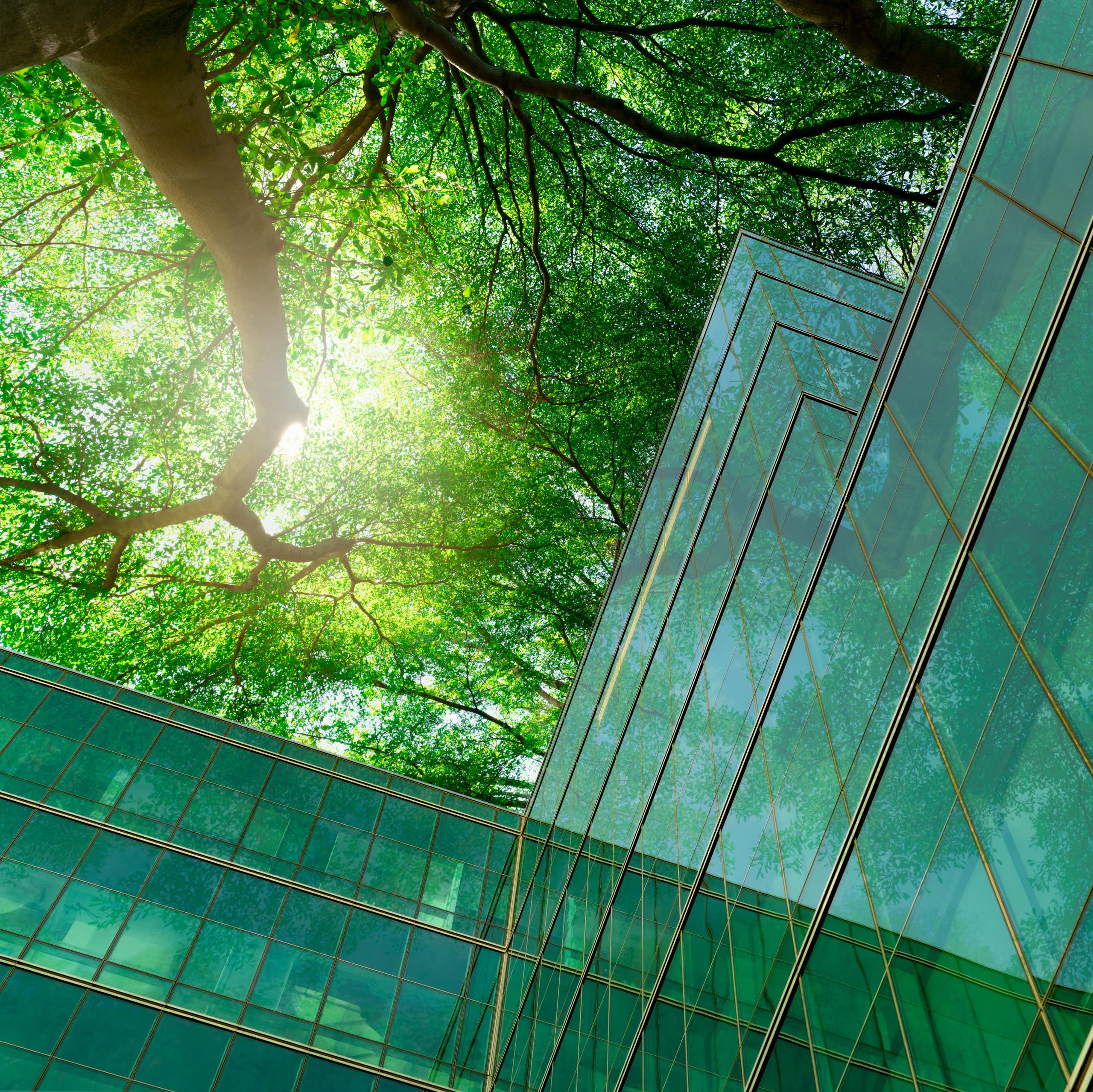 Upwards shot of a glass building shaded by the branches of a deciduous tree