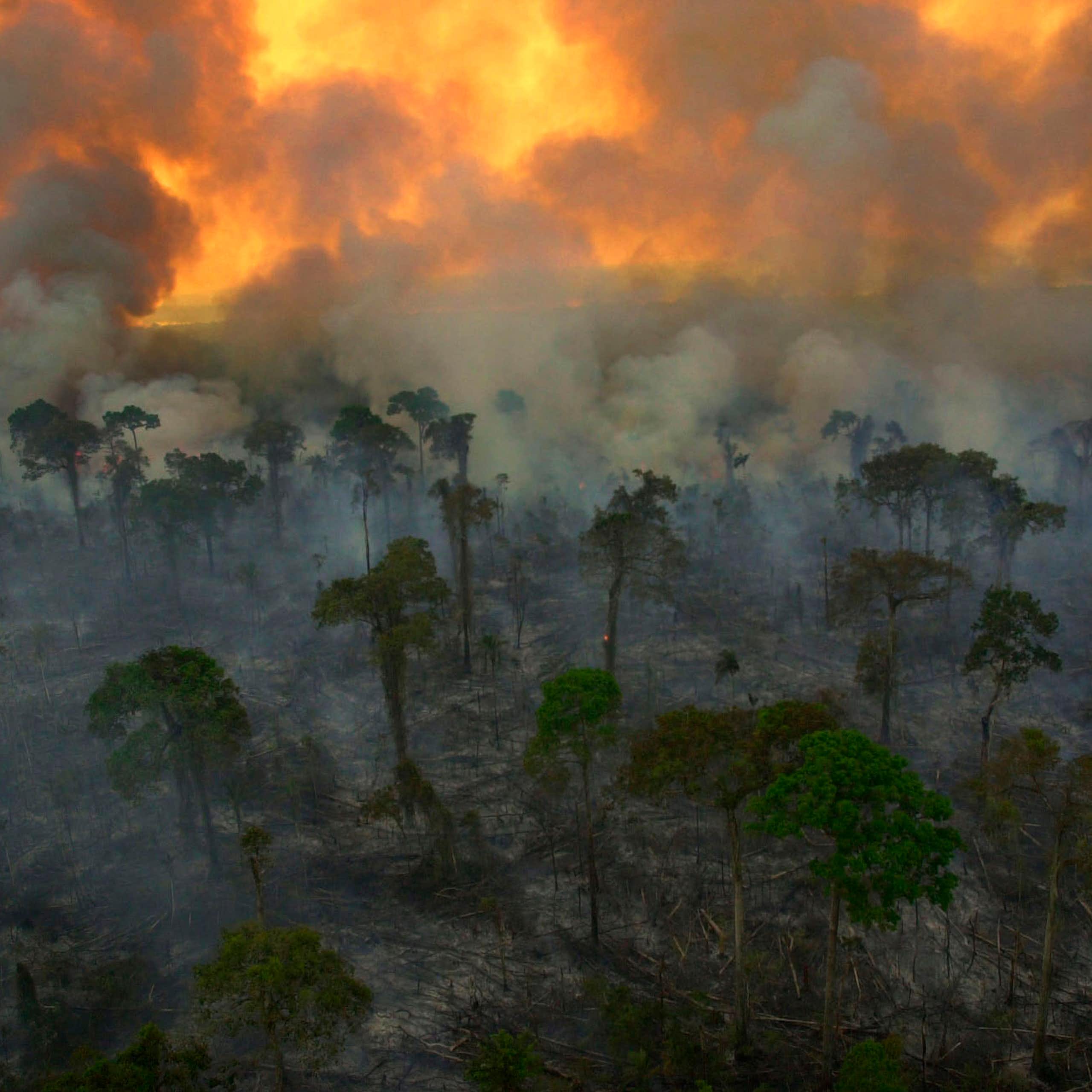 Rota Brasileira do Fogo: como estradas e ferrovias em áreas florestais podem agravar a crise climática
