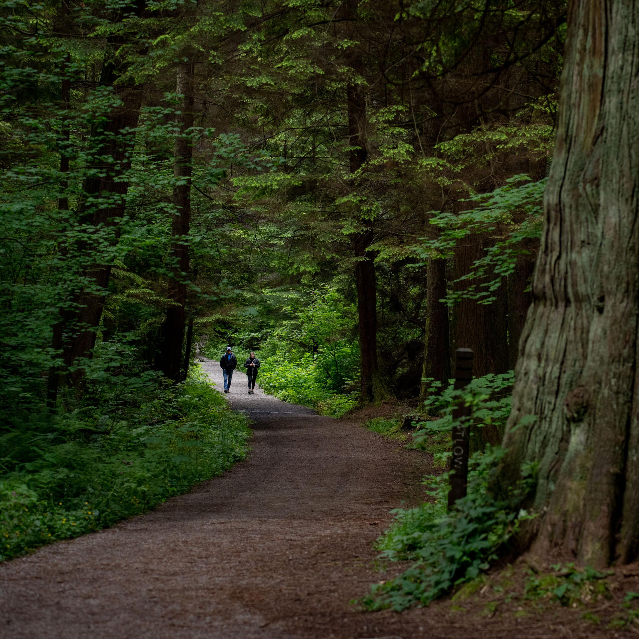 A couple walk thorugh a wooded path.