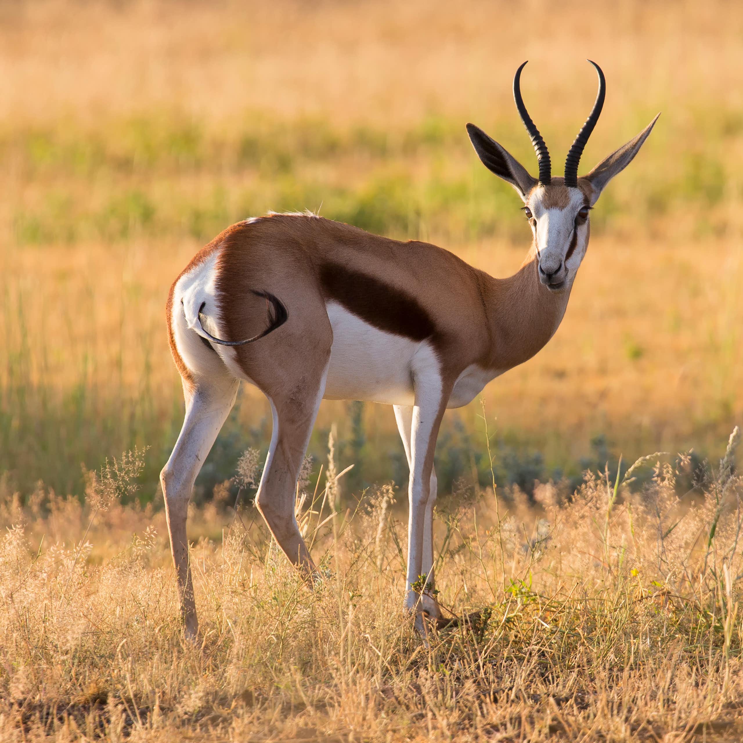 A buck stands with its tail to camera, looking back, it has distinctive stripes of white, black and brown, large ears and horns in a curved V shape