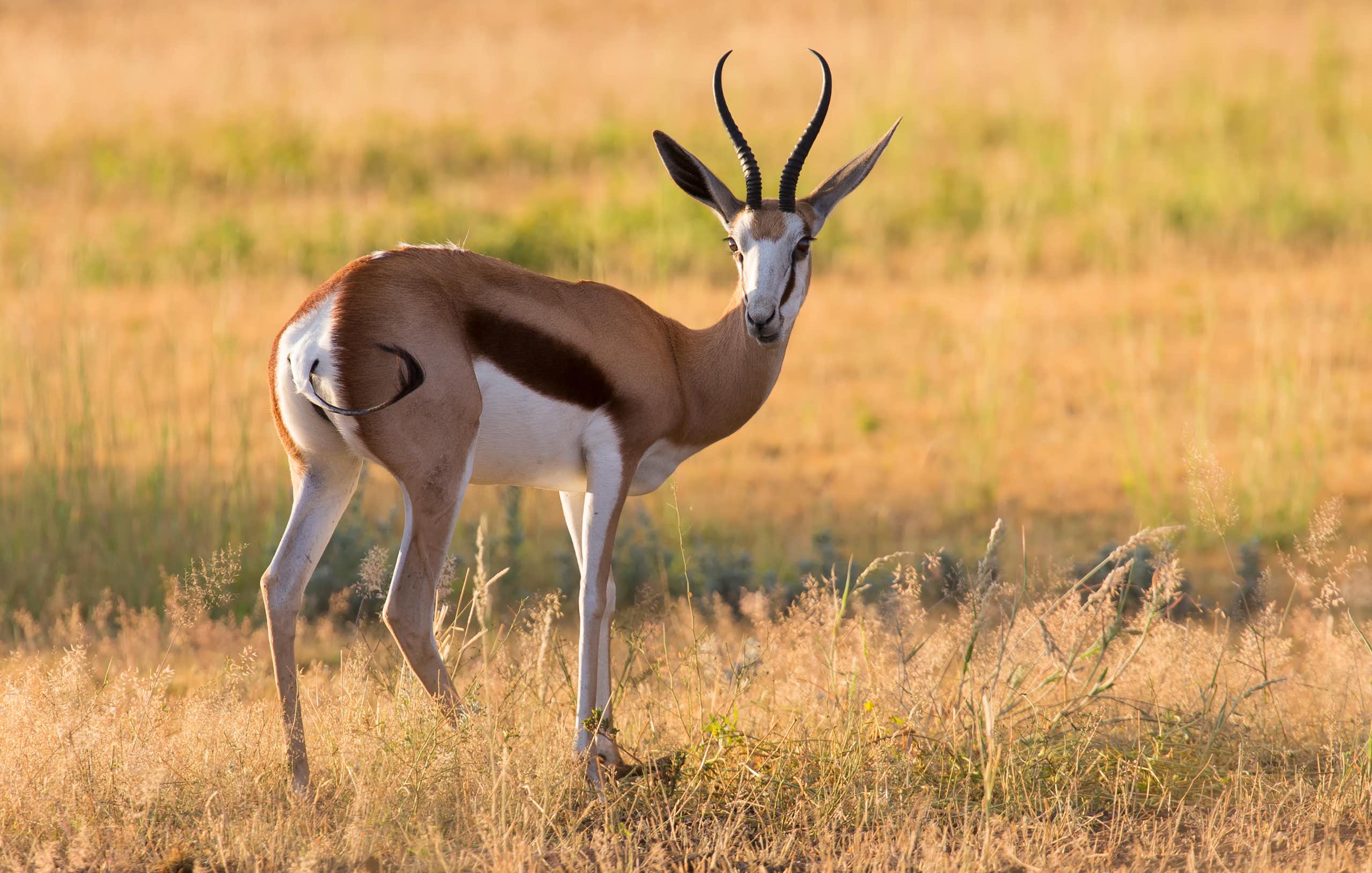 A buck stands with its tail to camera, looking back, it has distinctive stripes of white, black and brown, large ears and horns in a curved V shape
