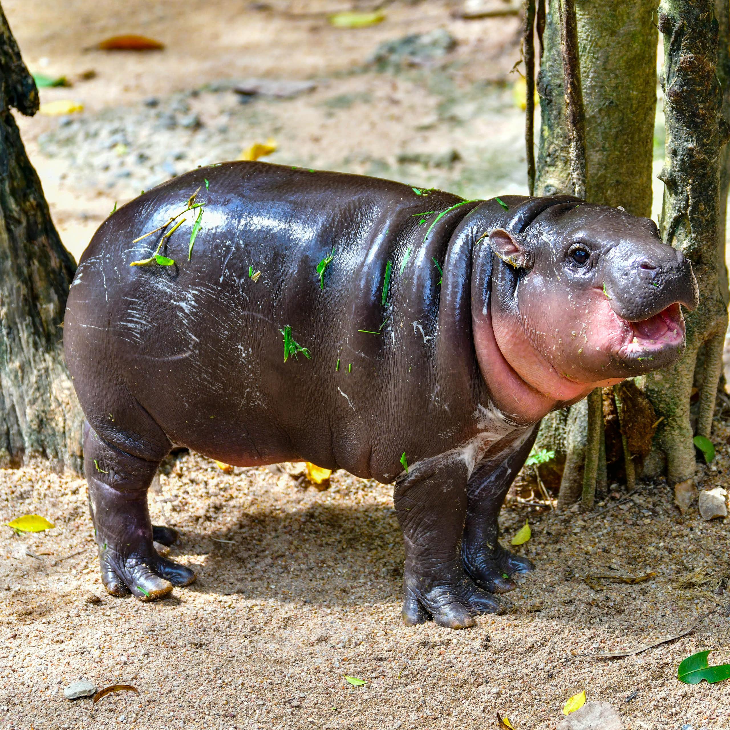 A small pygmy hippo in a zoo enclosure.