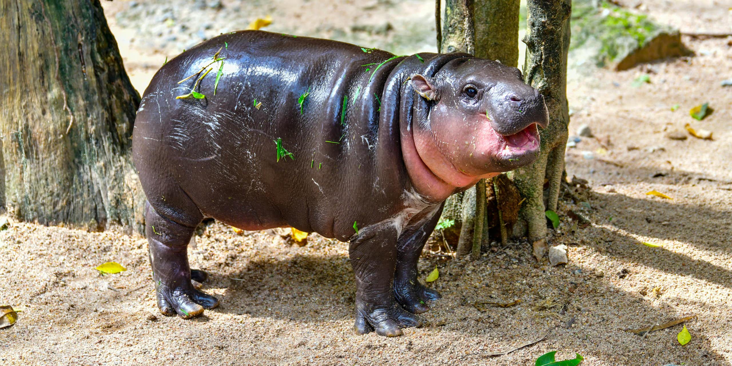 A small pygmy hippo in a zoo enclosure.