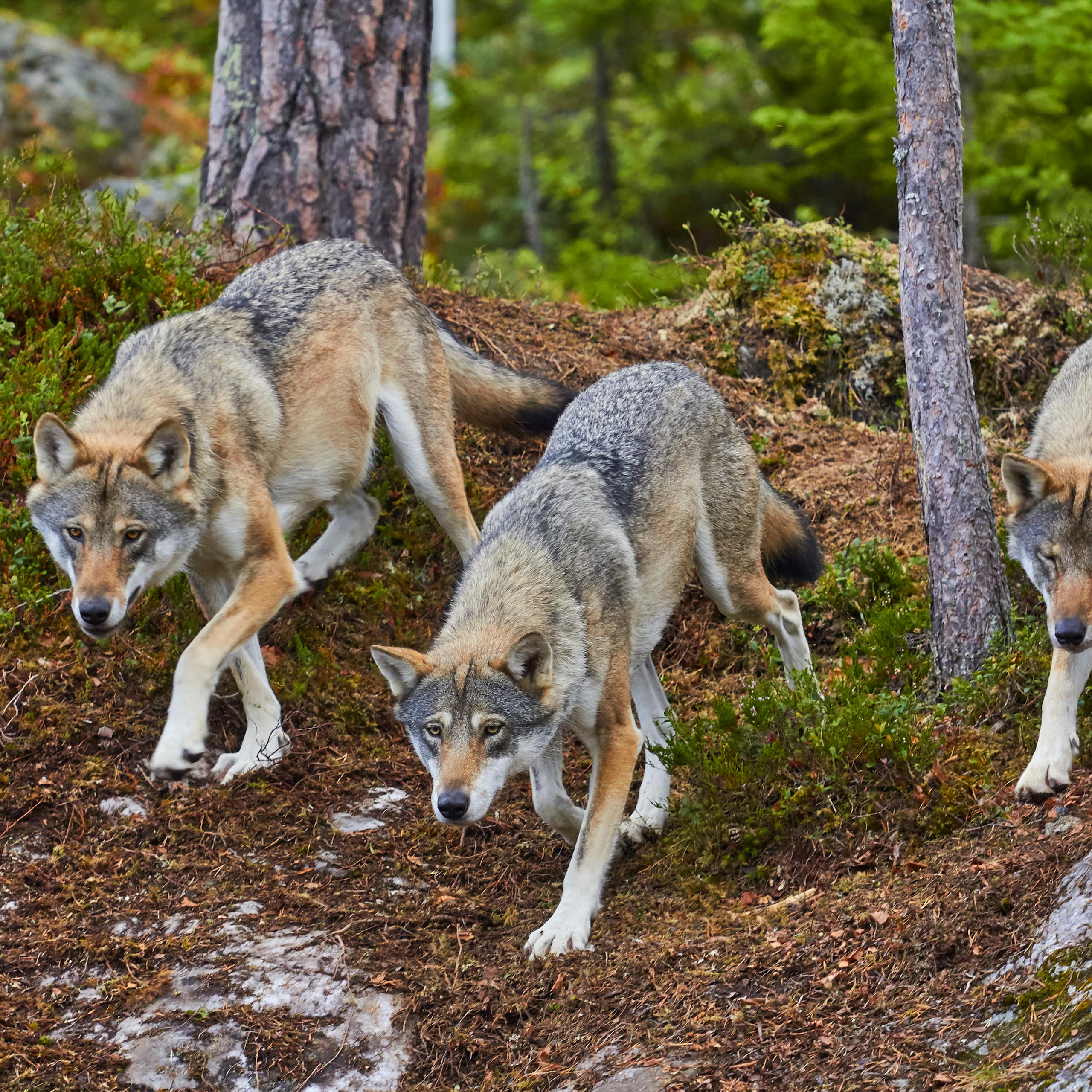 De Ataúlfo a Licario: las muchas maneras de llamarse ‘lobo’